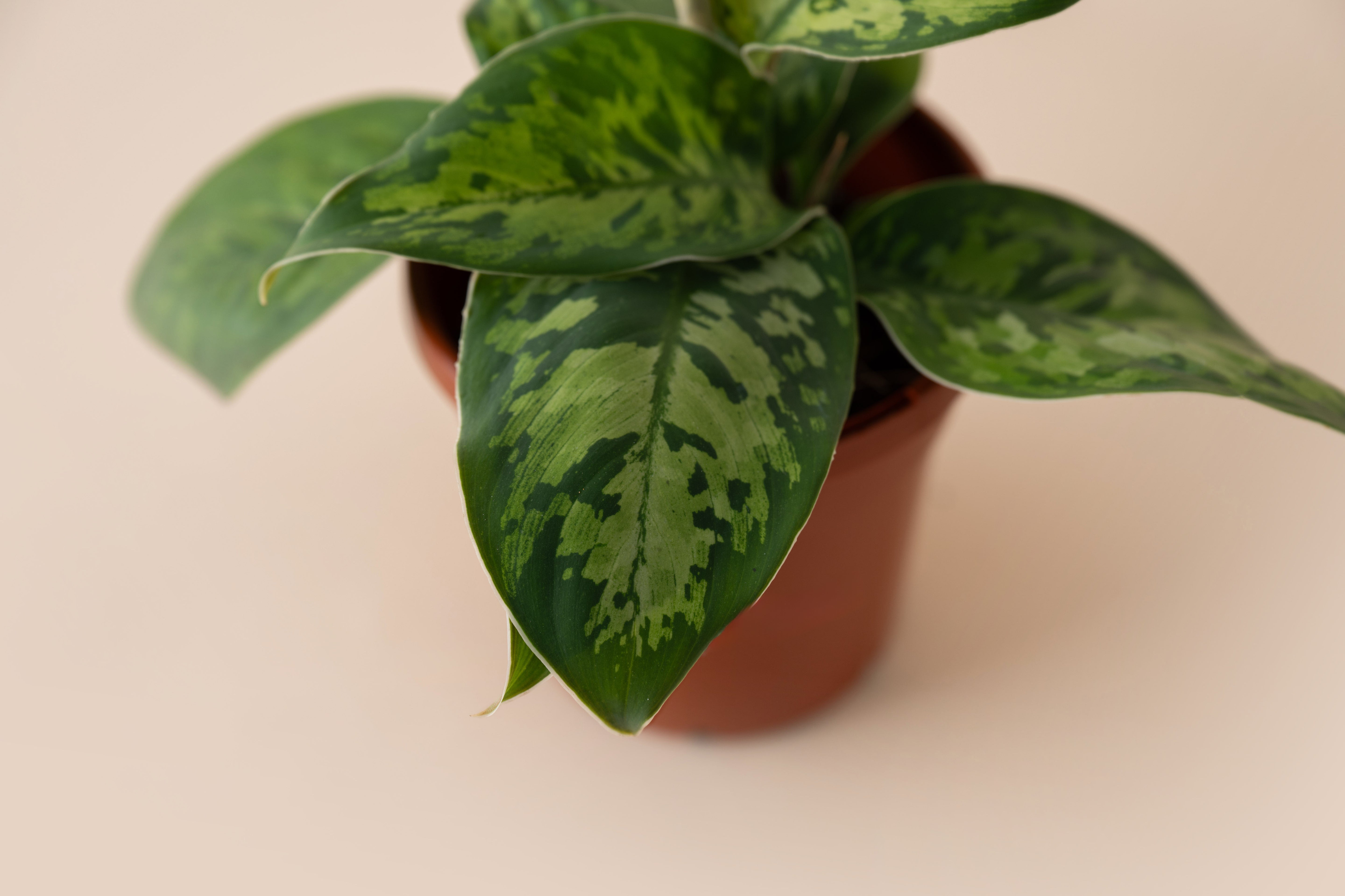 4" Homalomena Camouflage