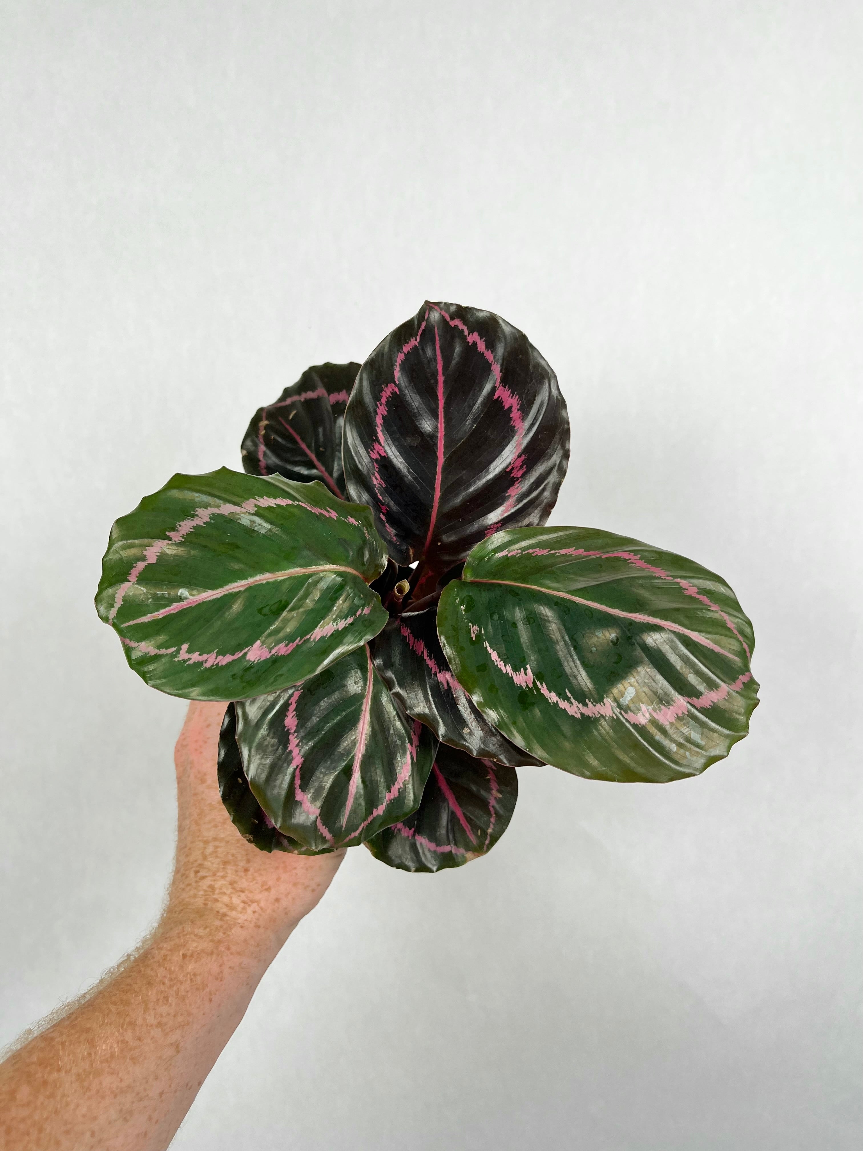 Calathea Dottie Rose