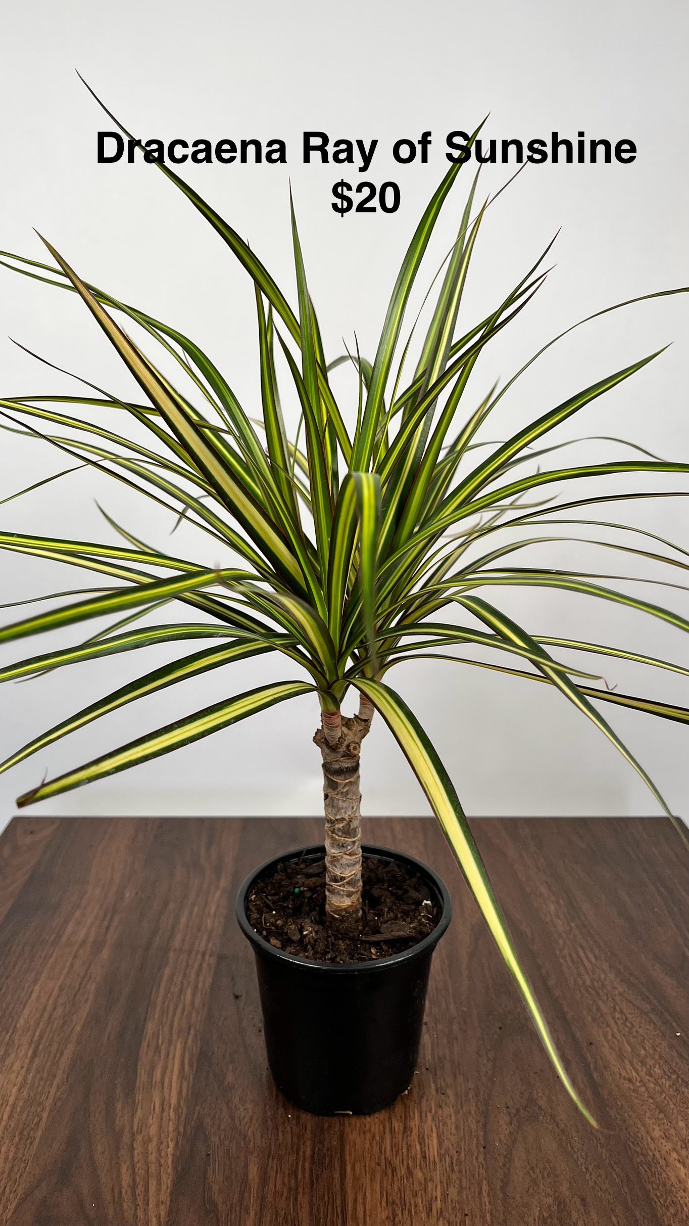 4" Dracaena Ray of Sunshine