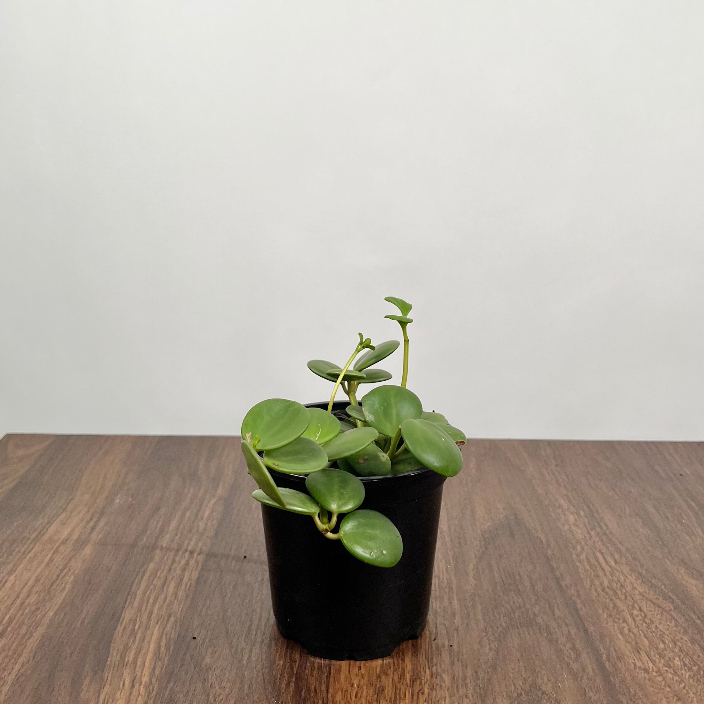 4" Peperomia Hope