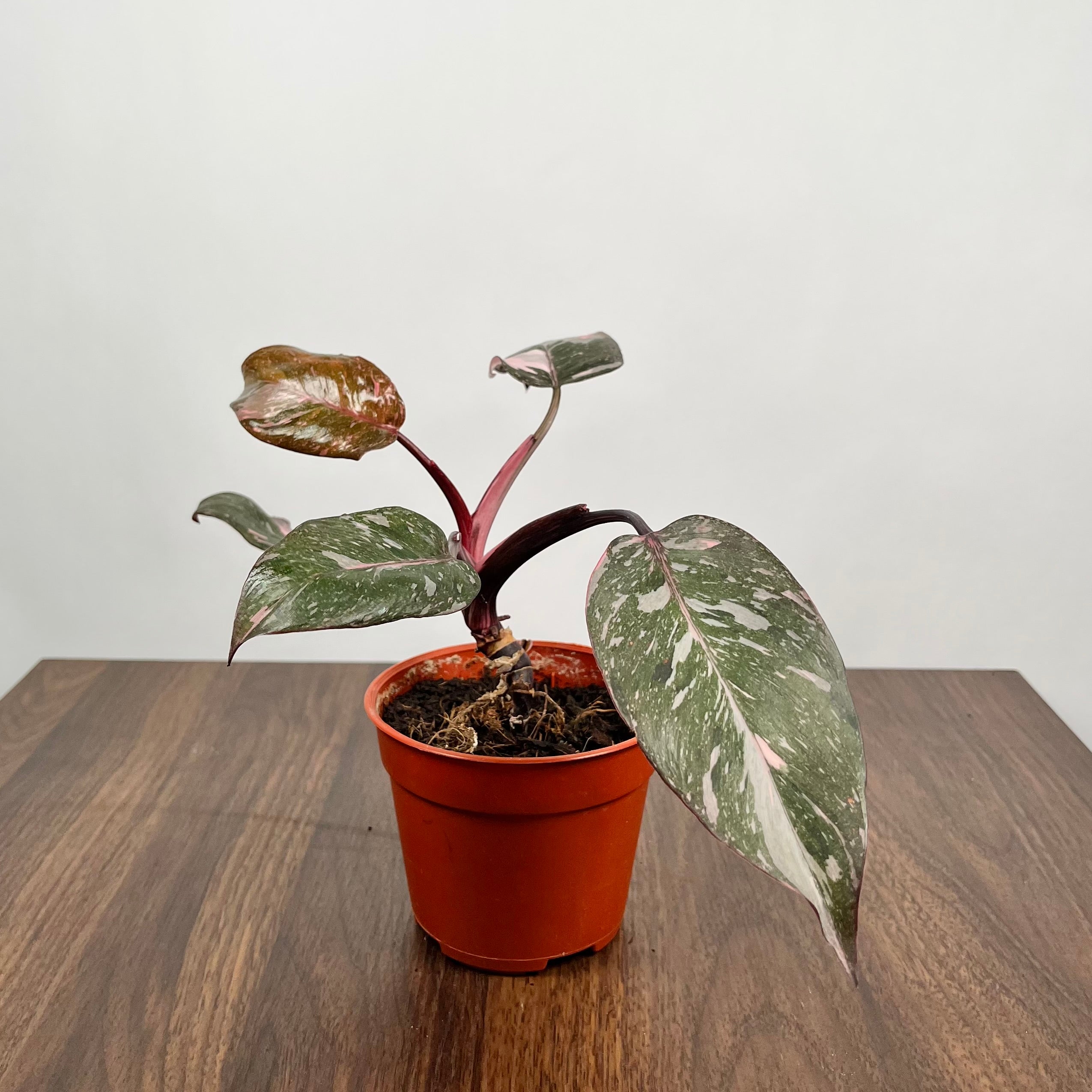 Philodendron Pink Princess