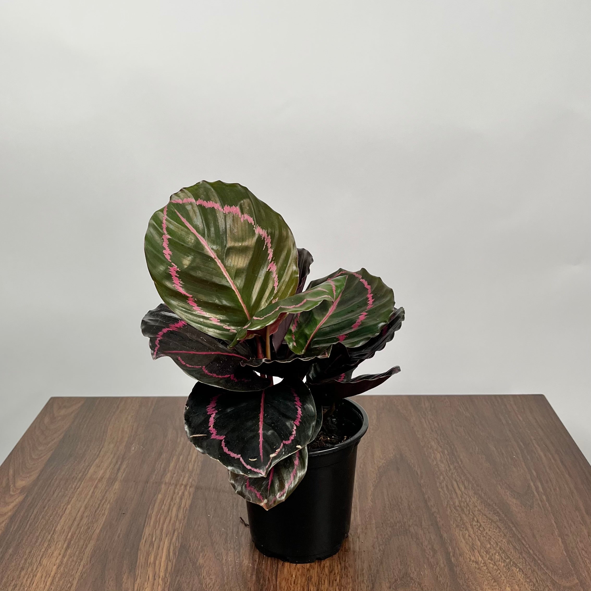 Calathea Dottie Rose