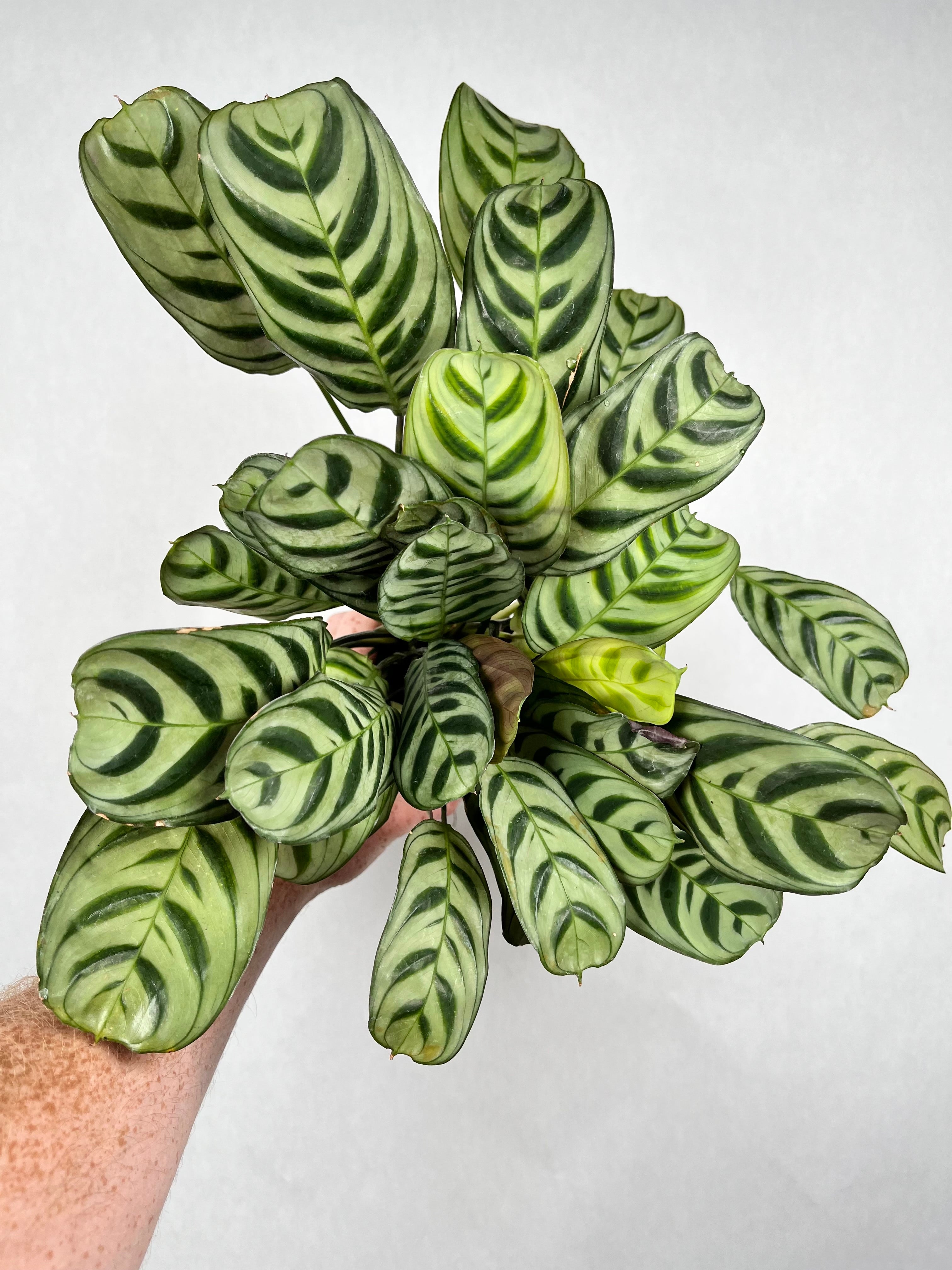 Calathea Fishbone Prayer Plant