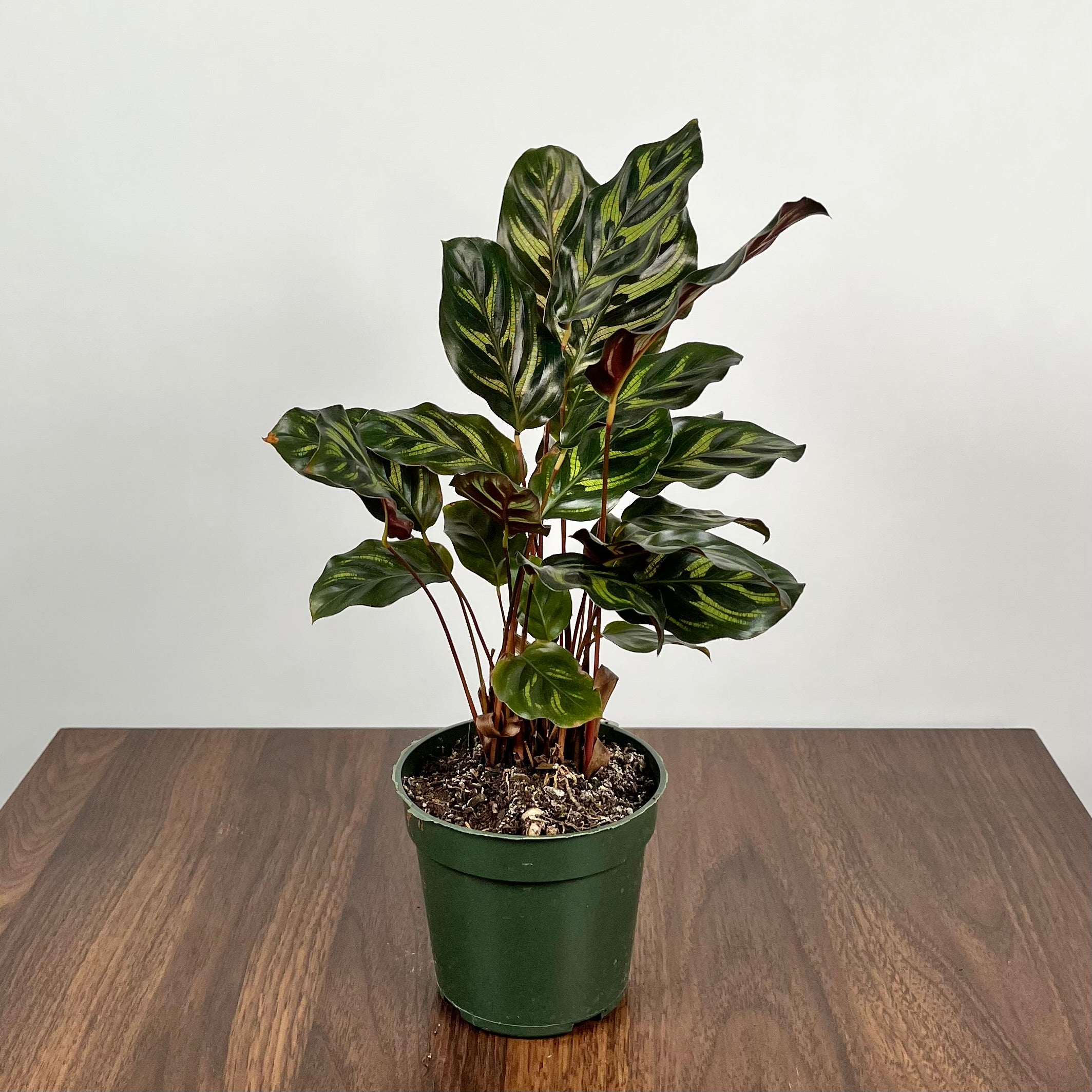 Calathea Peacock