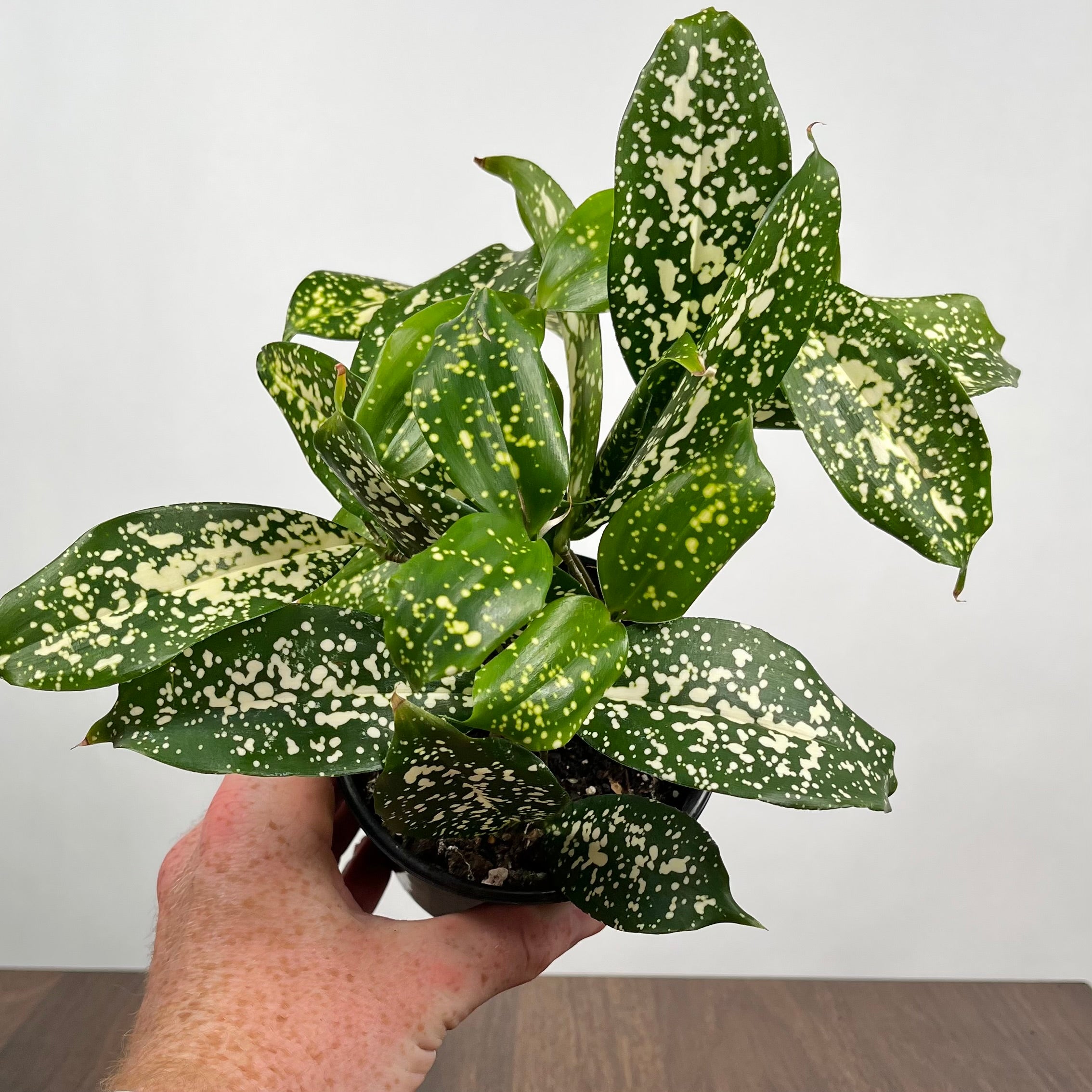 4" Dracaena Florida Beauty