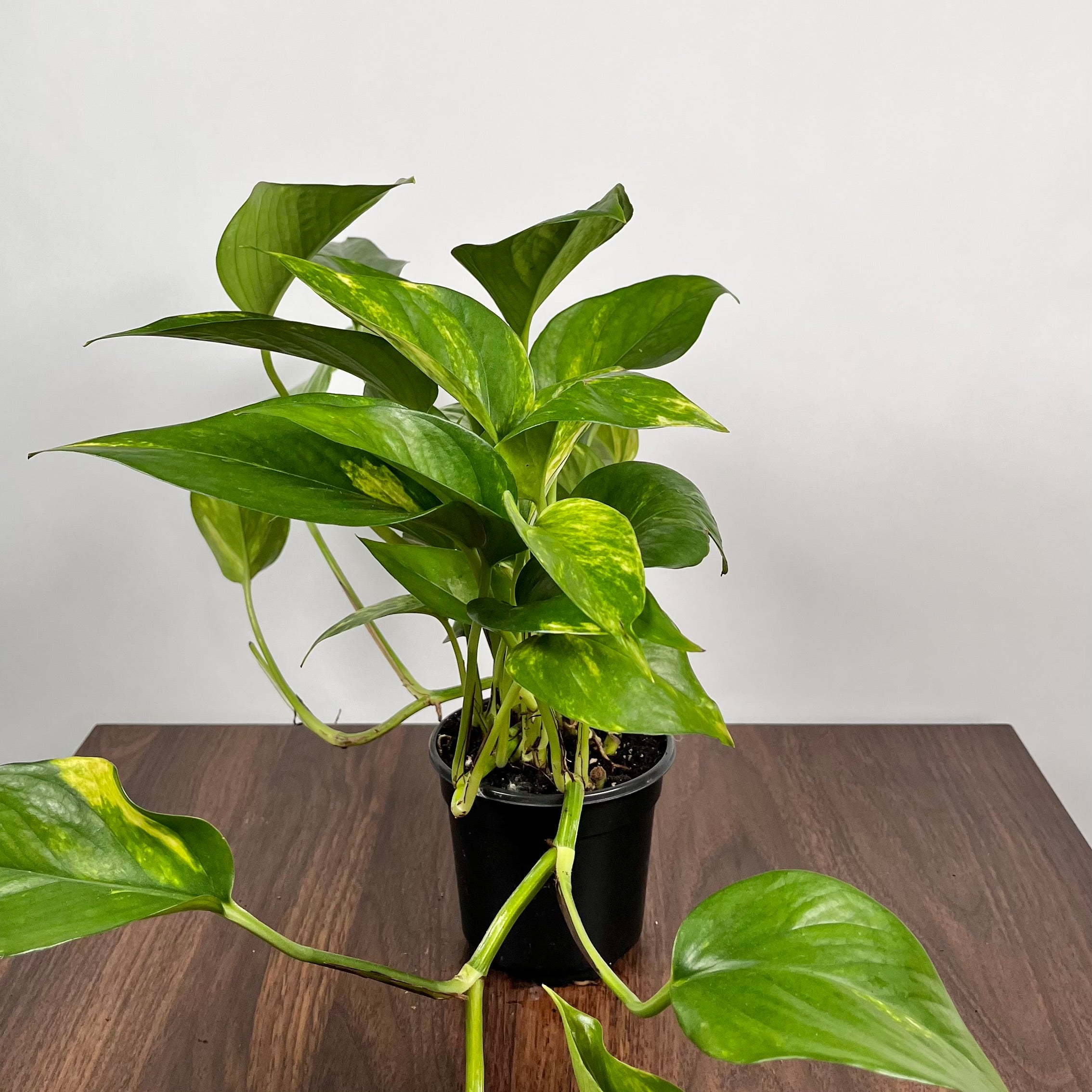 Pothos Golden