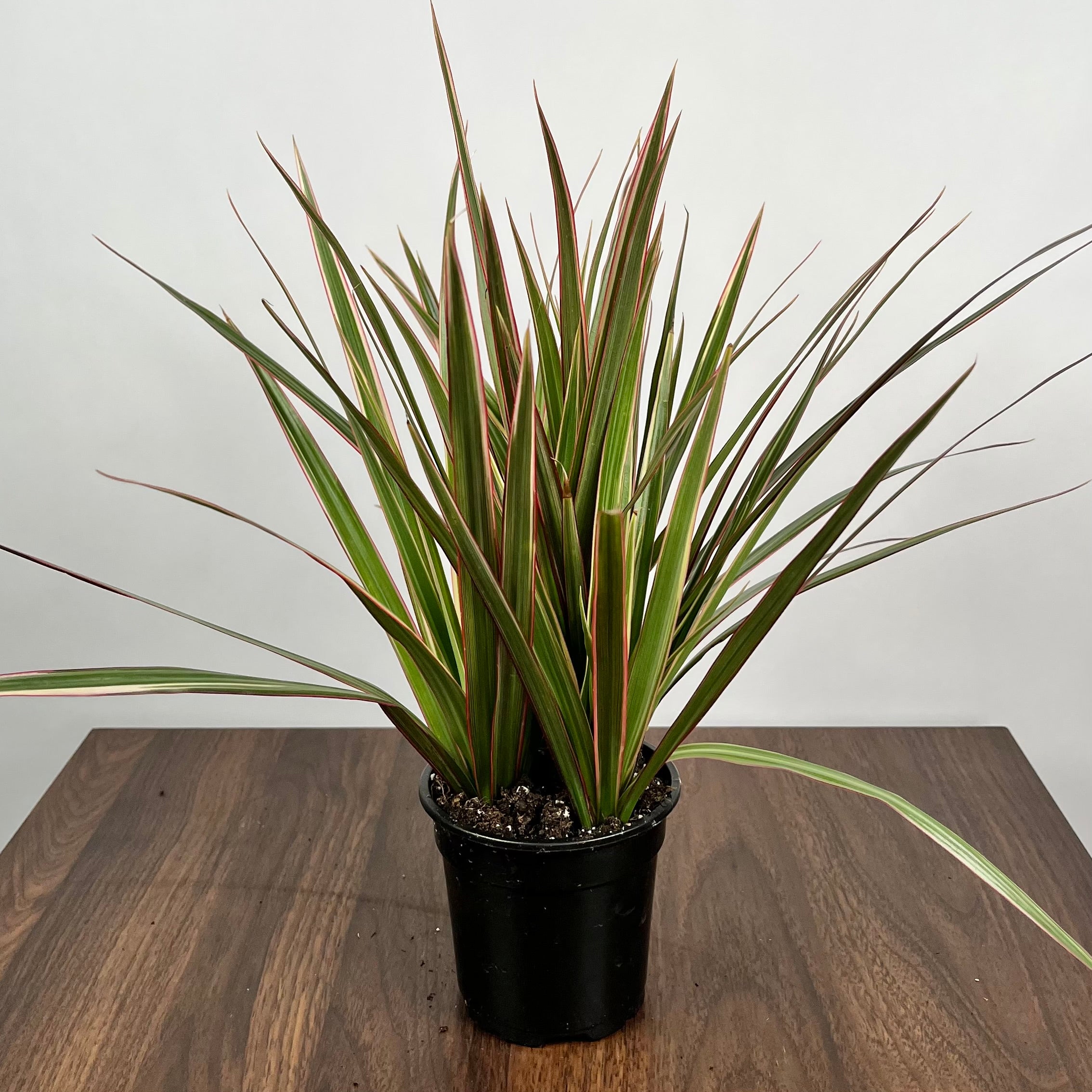 Dracaena Marginata Crane Bicolor