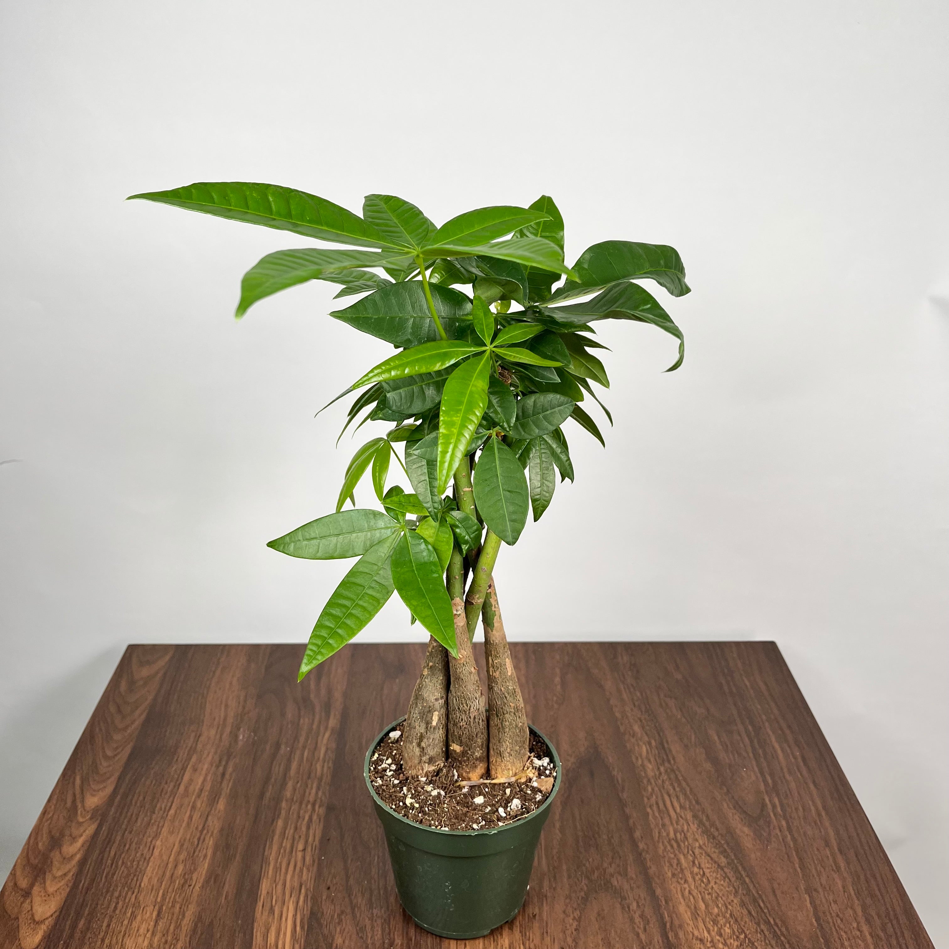 Braided Money Tree