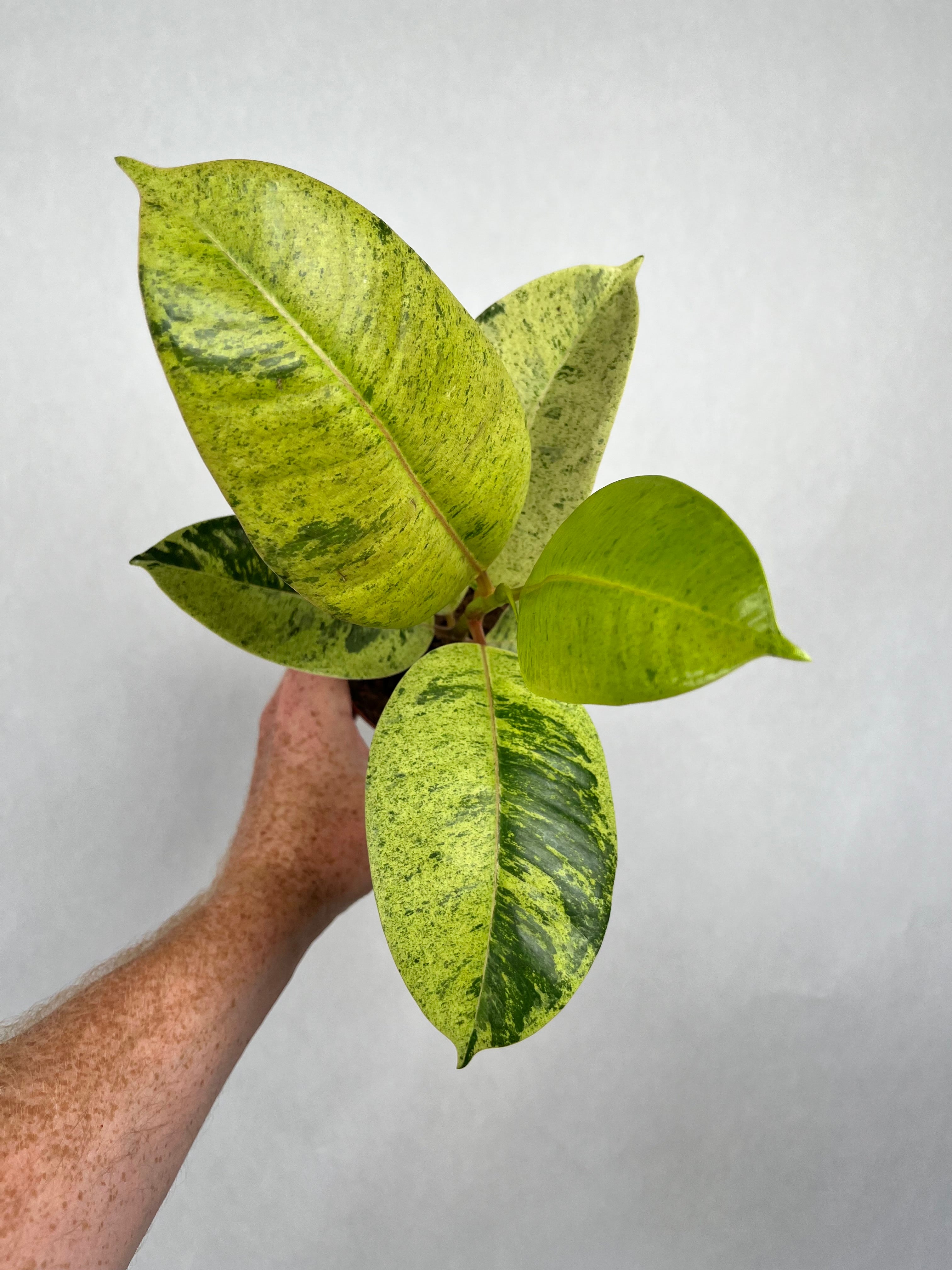 Ficus Moonshine Shiveriana