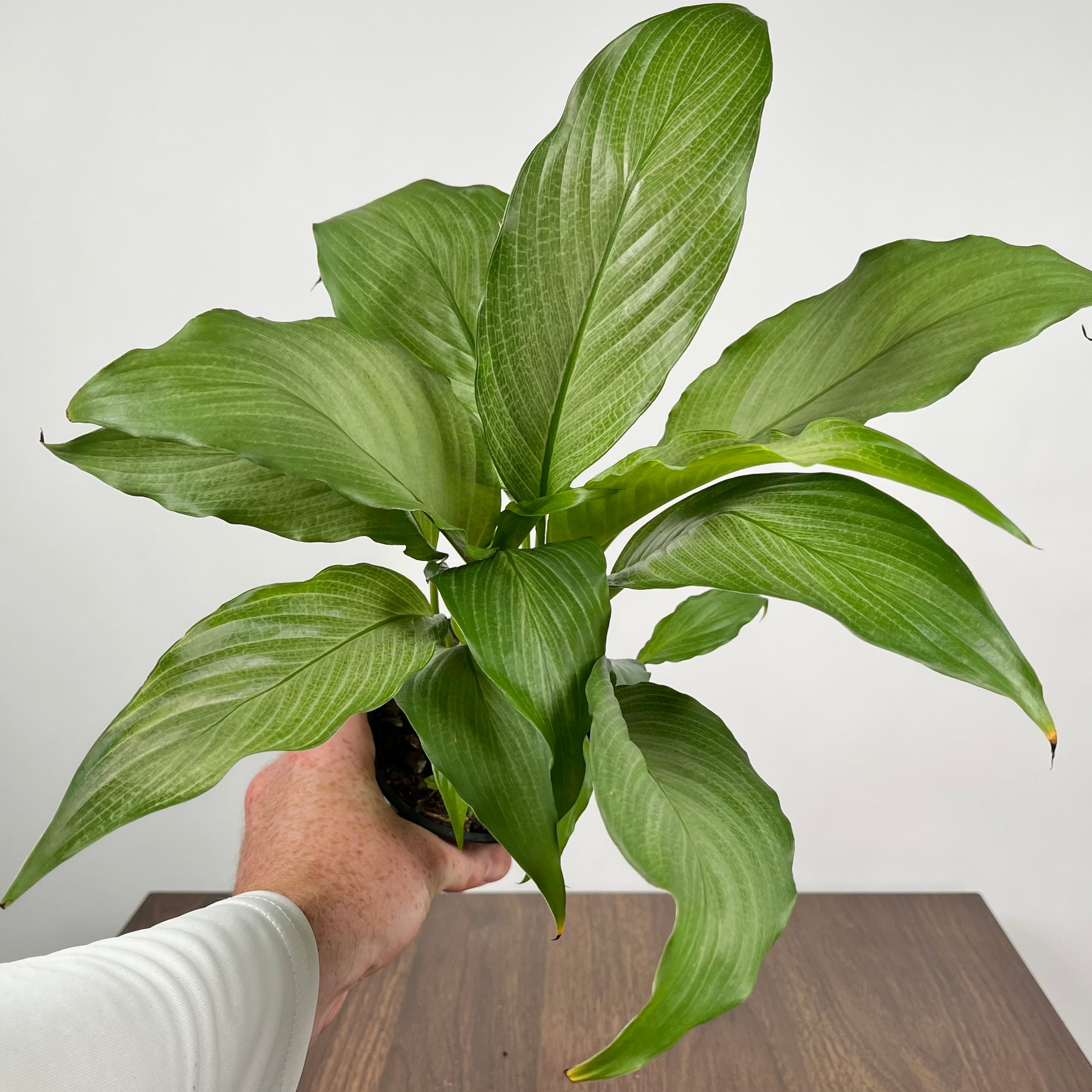 Spathiphyllum Platinum