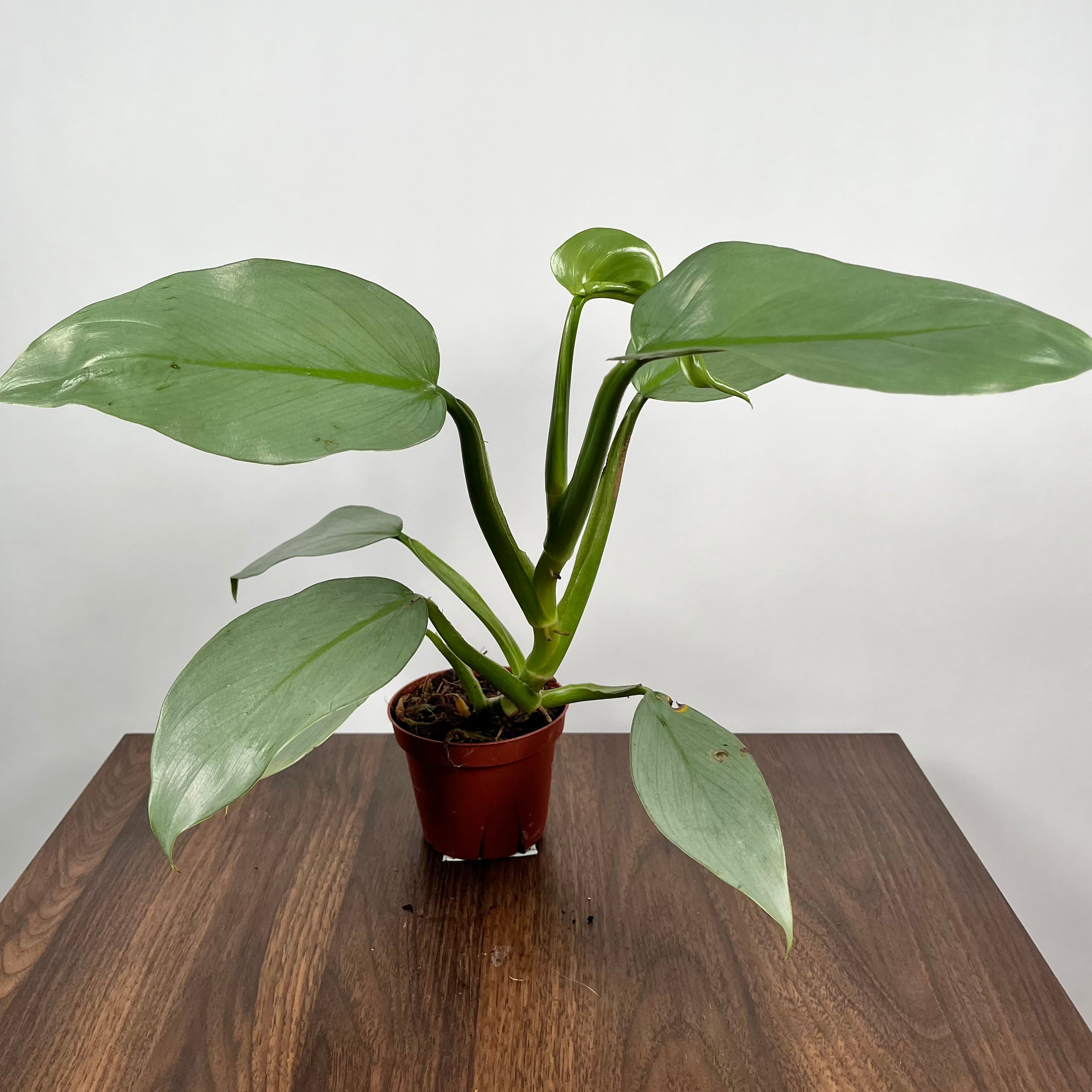 Philodendron Silver Sword