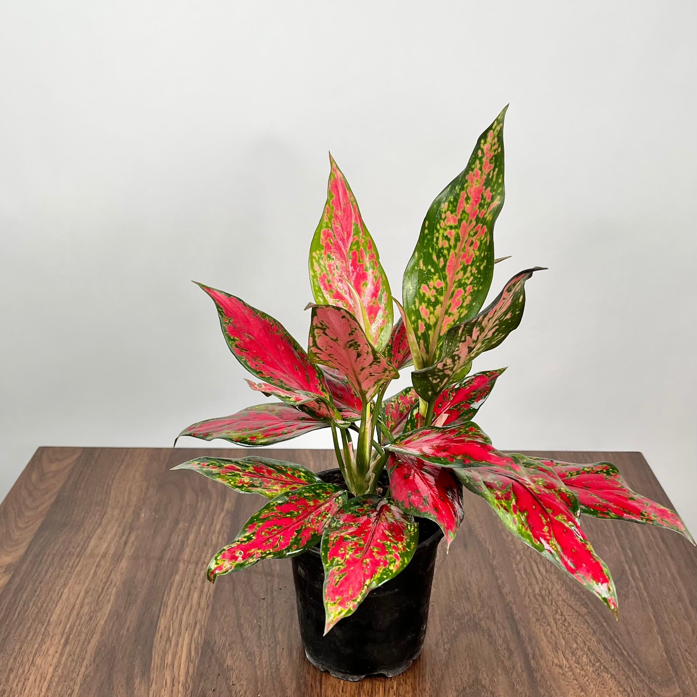 Aglaonema Pink Hybrid