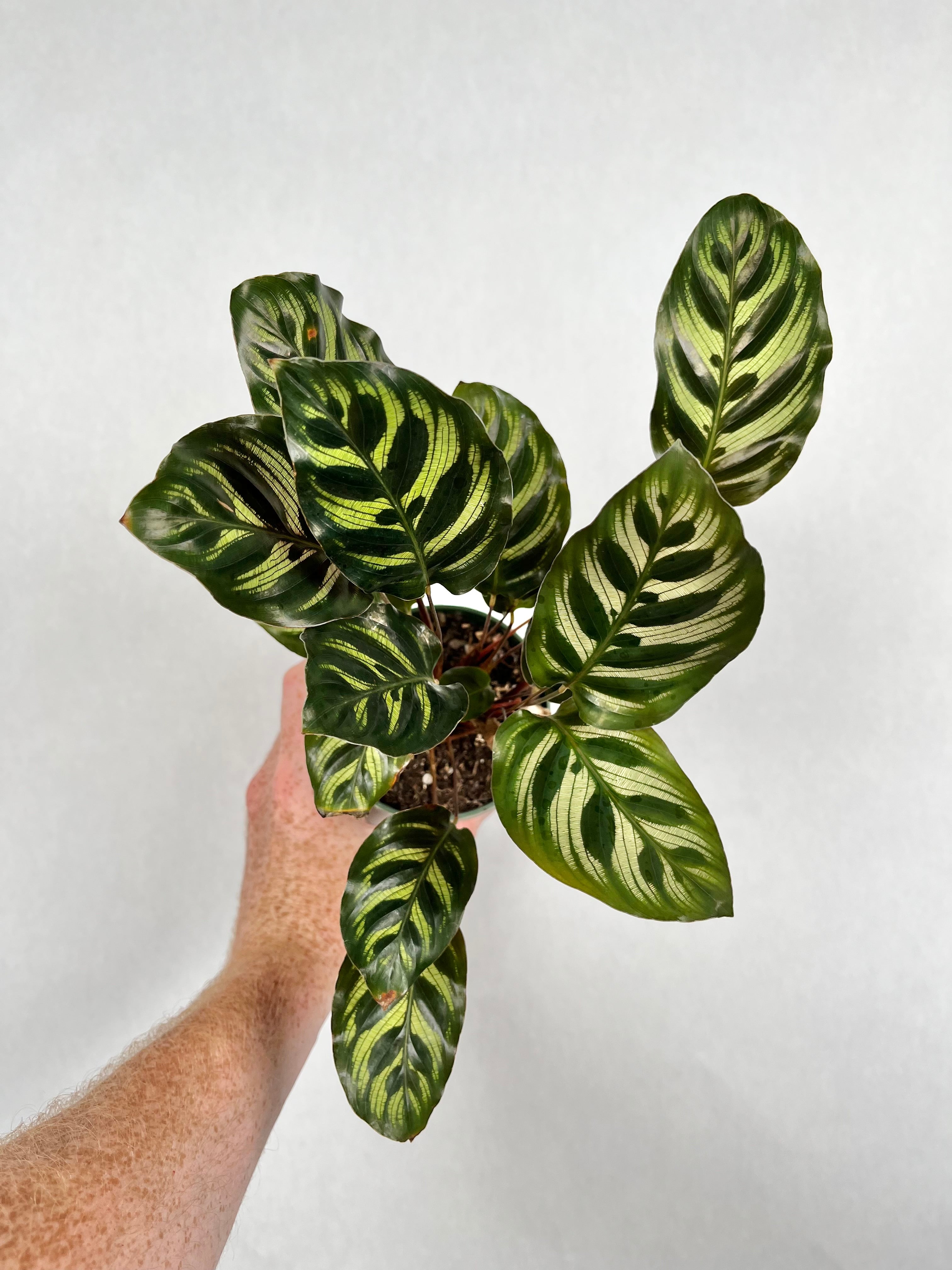 Calathea Peacock