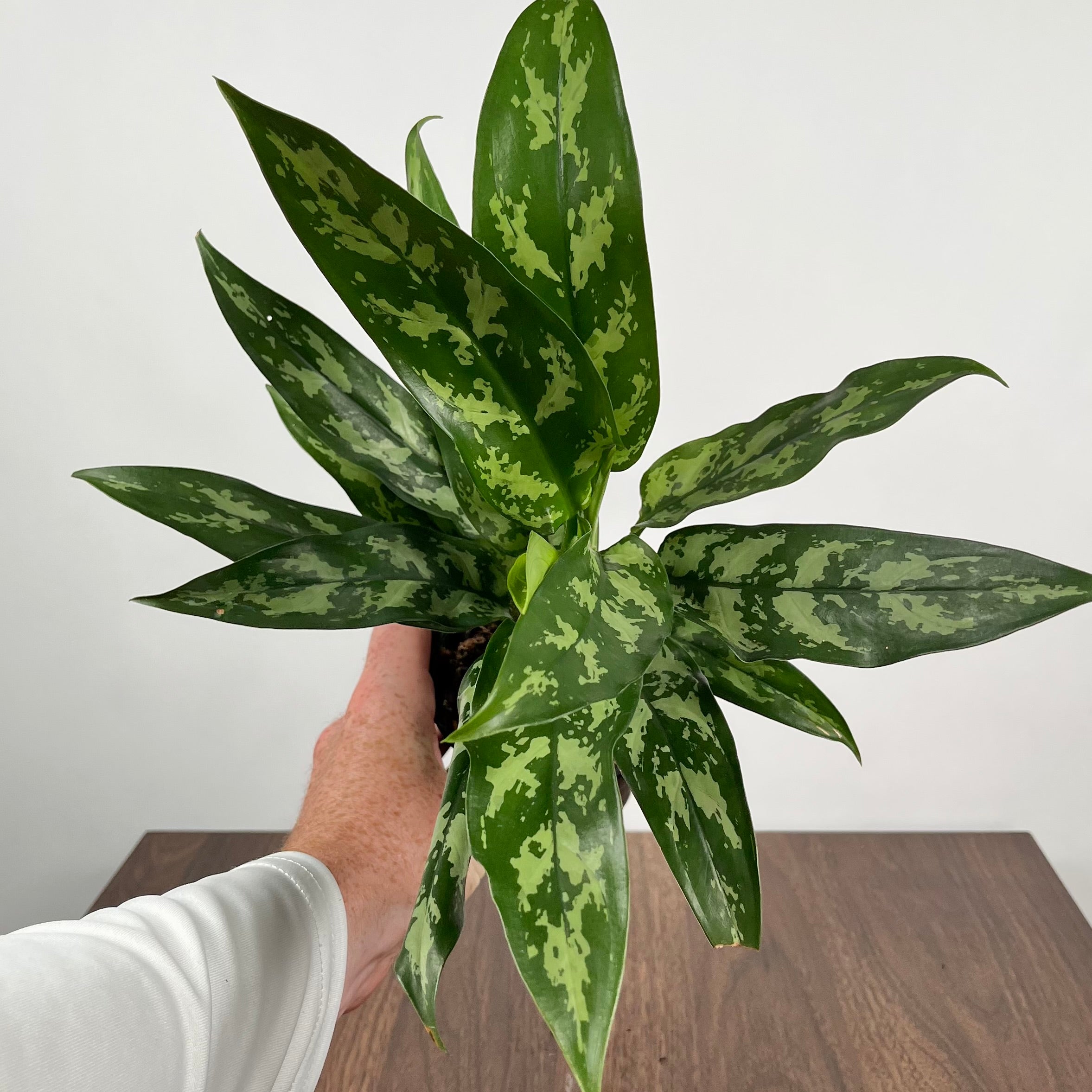 Aglaonema Maria