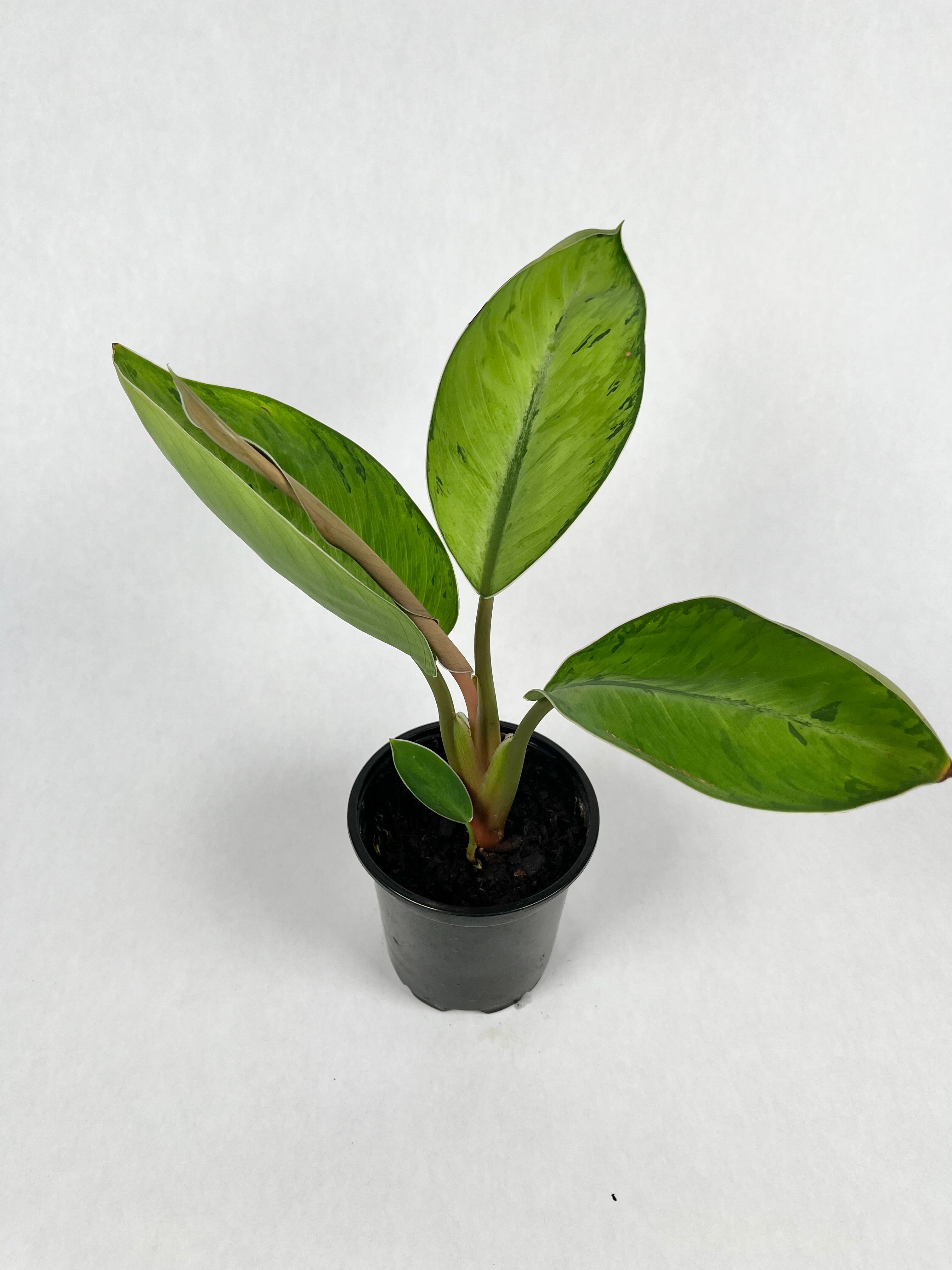 4" Homalomena Shelby