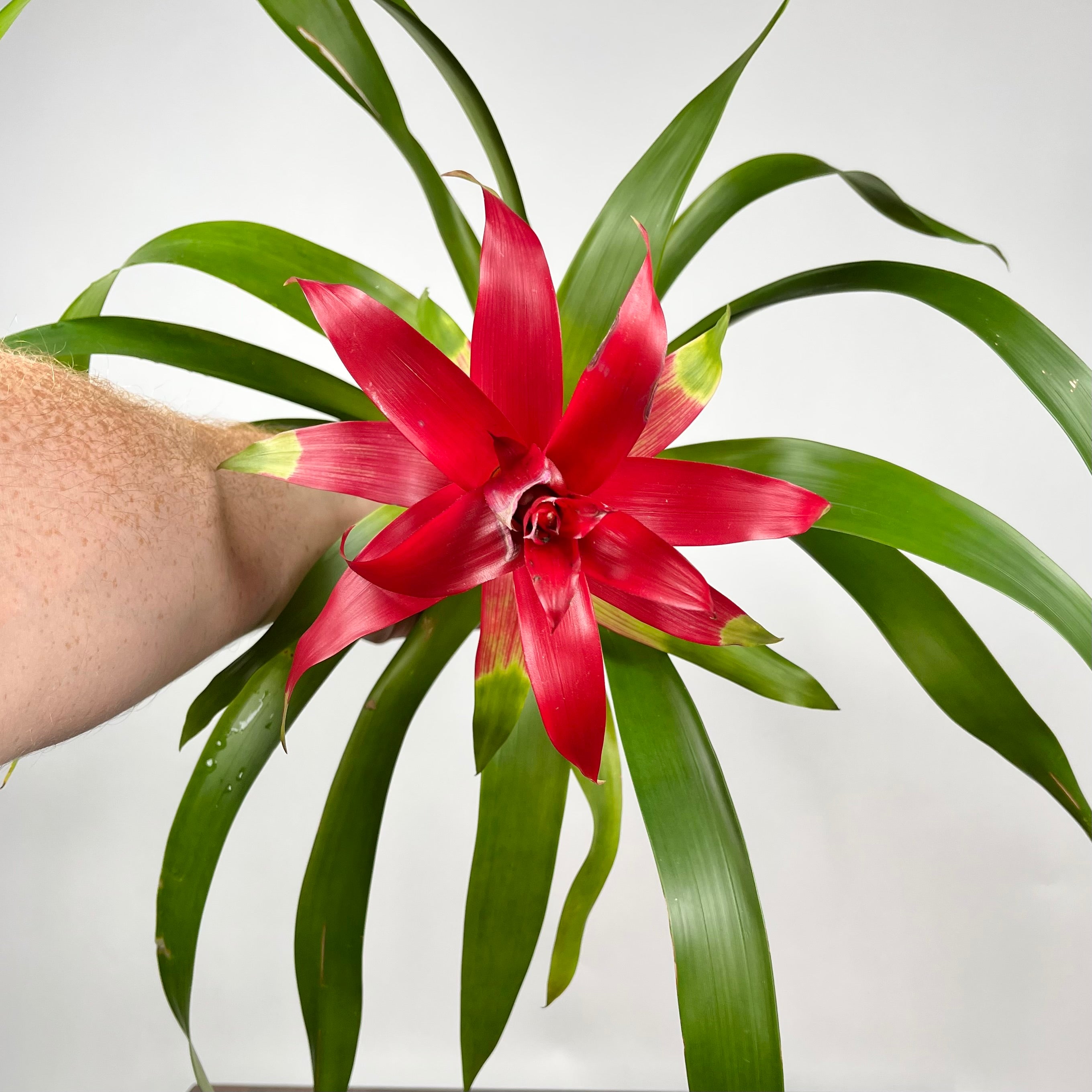Bromeliad Really Red