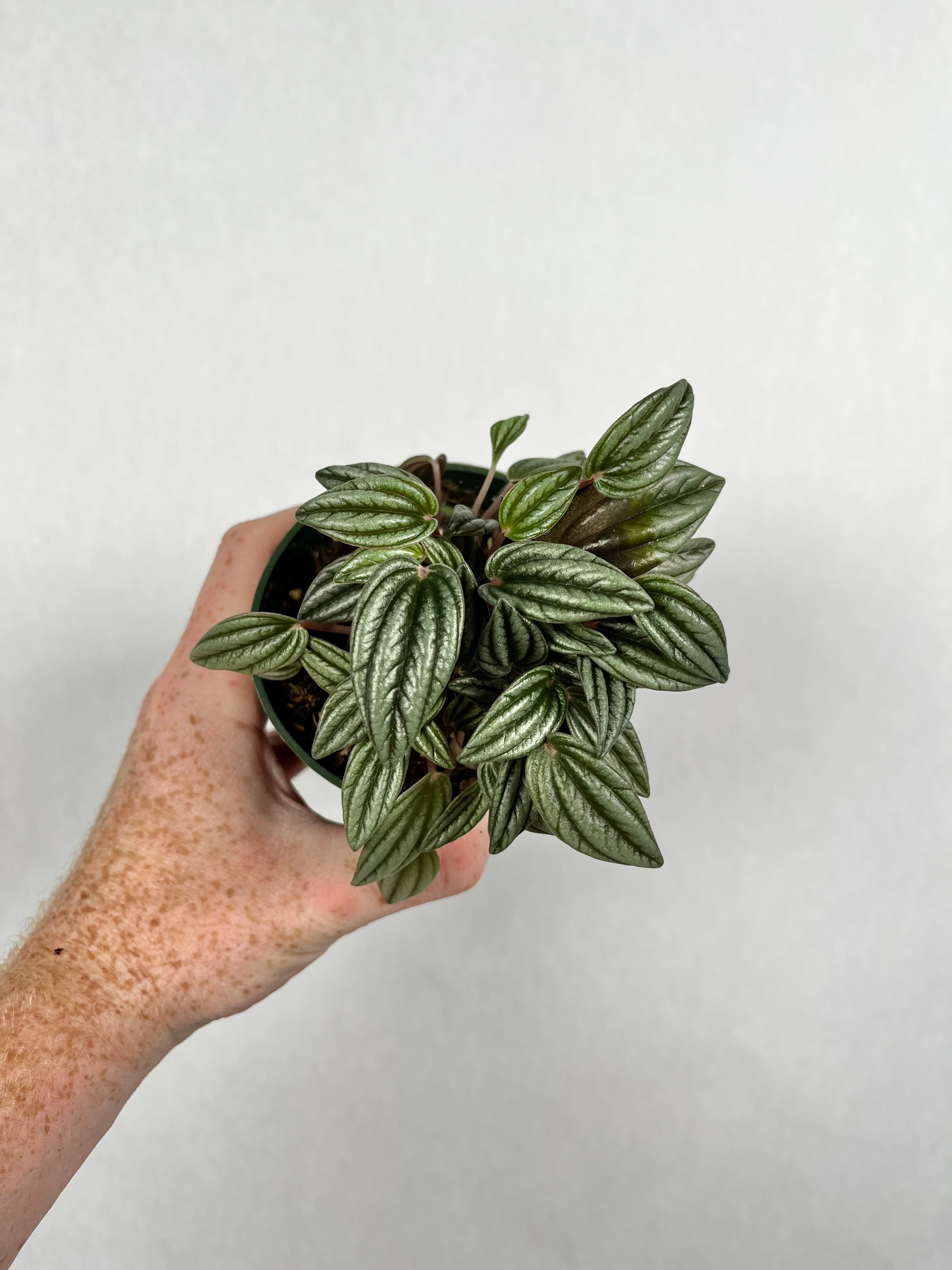 Peperomia Pearl