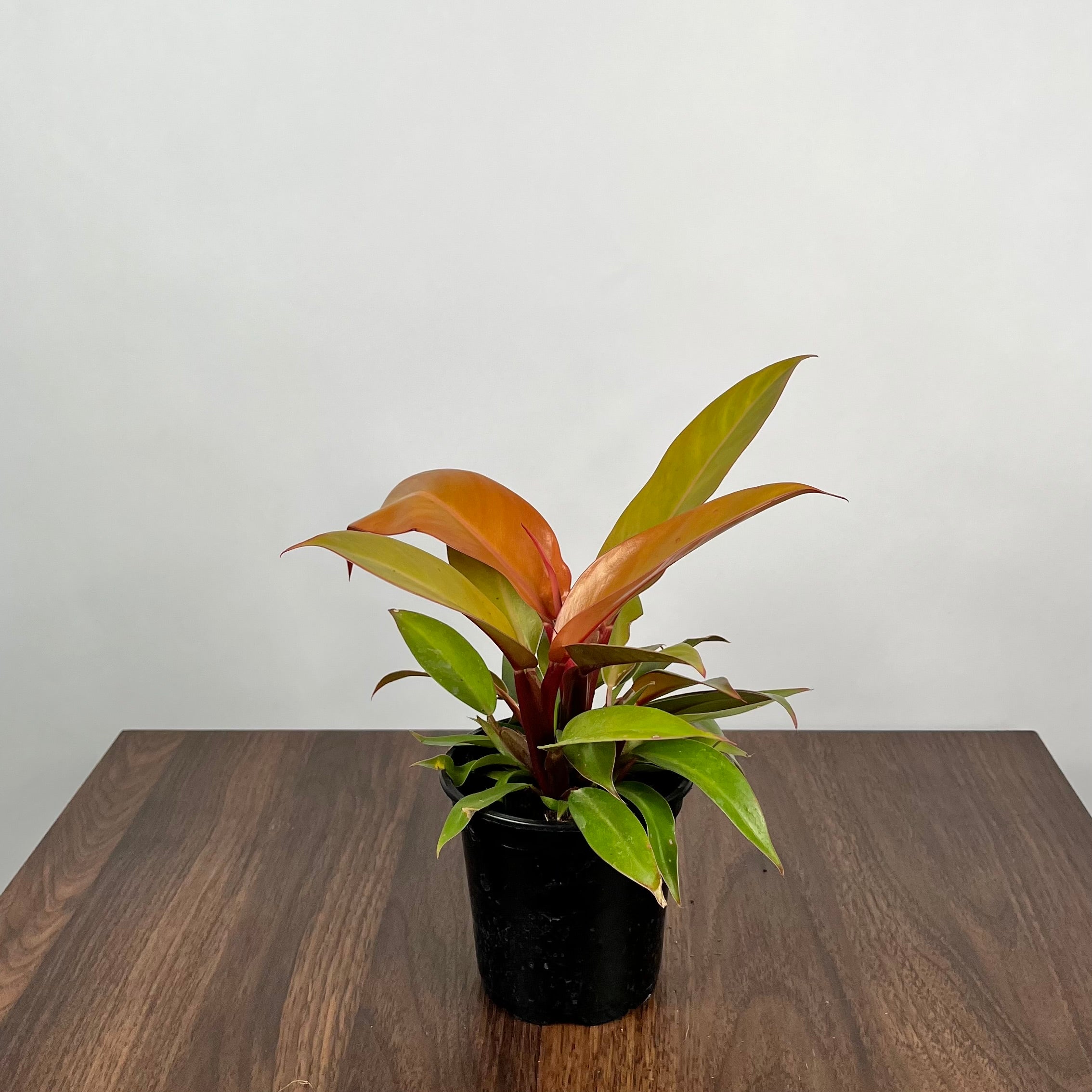 Philodendron Prince of Orange