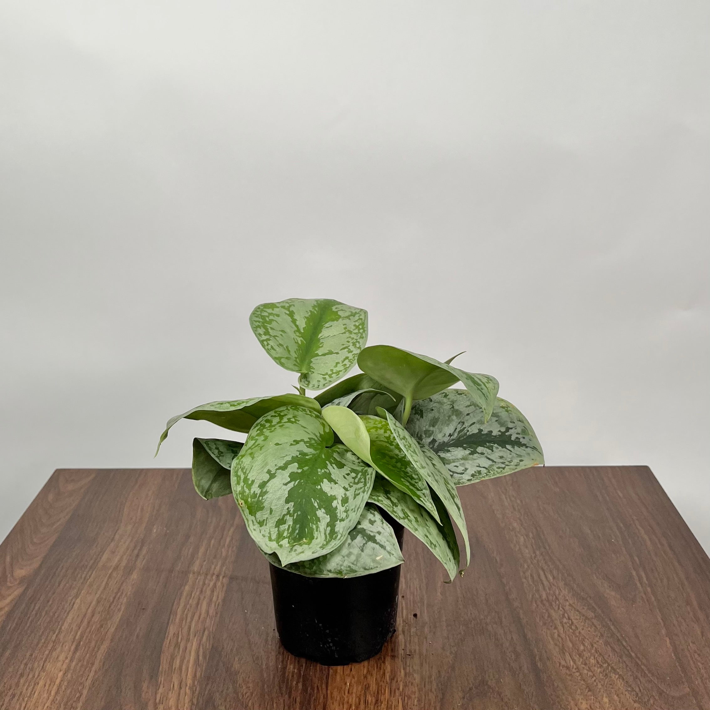 Scindapsus Silver Satin