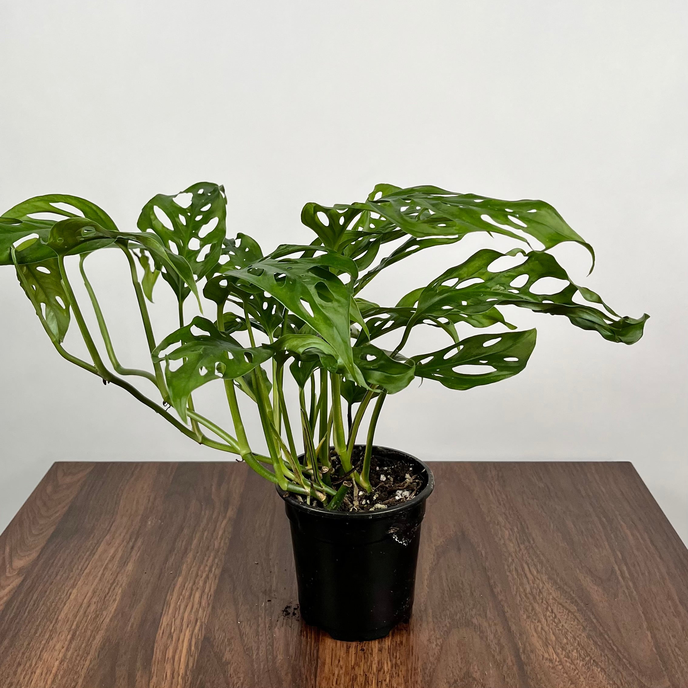 Swiss Cheese Monstera