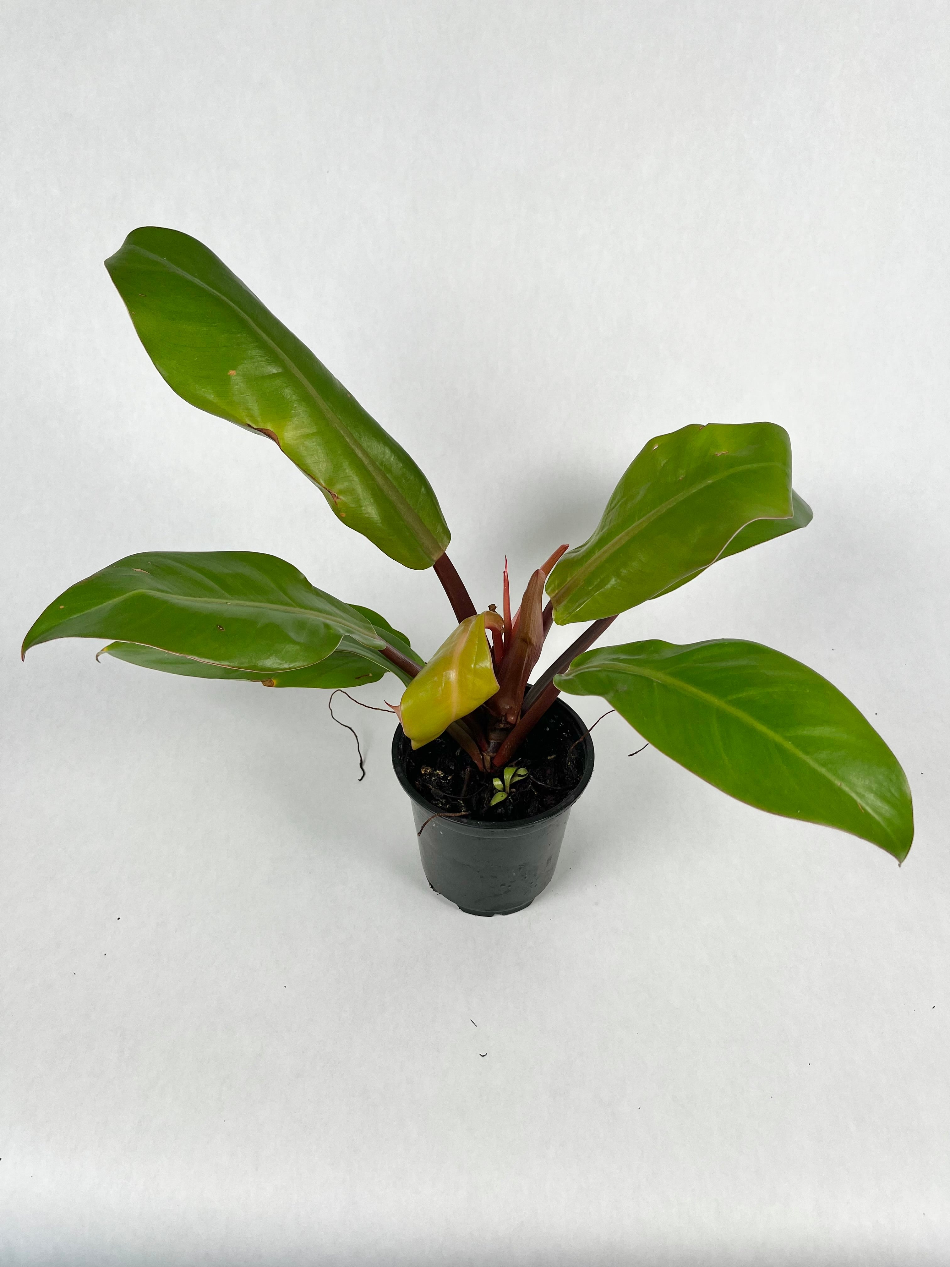 4" Philodendron McColley's Finale