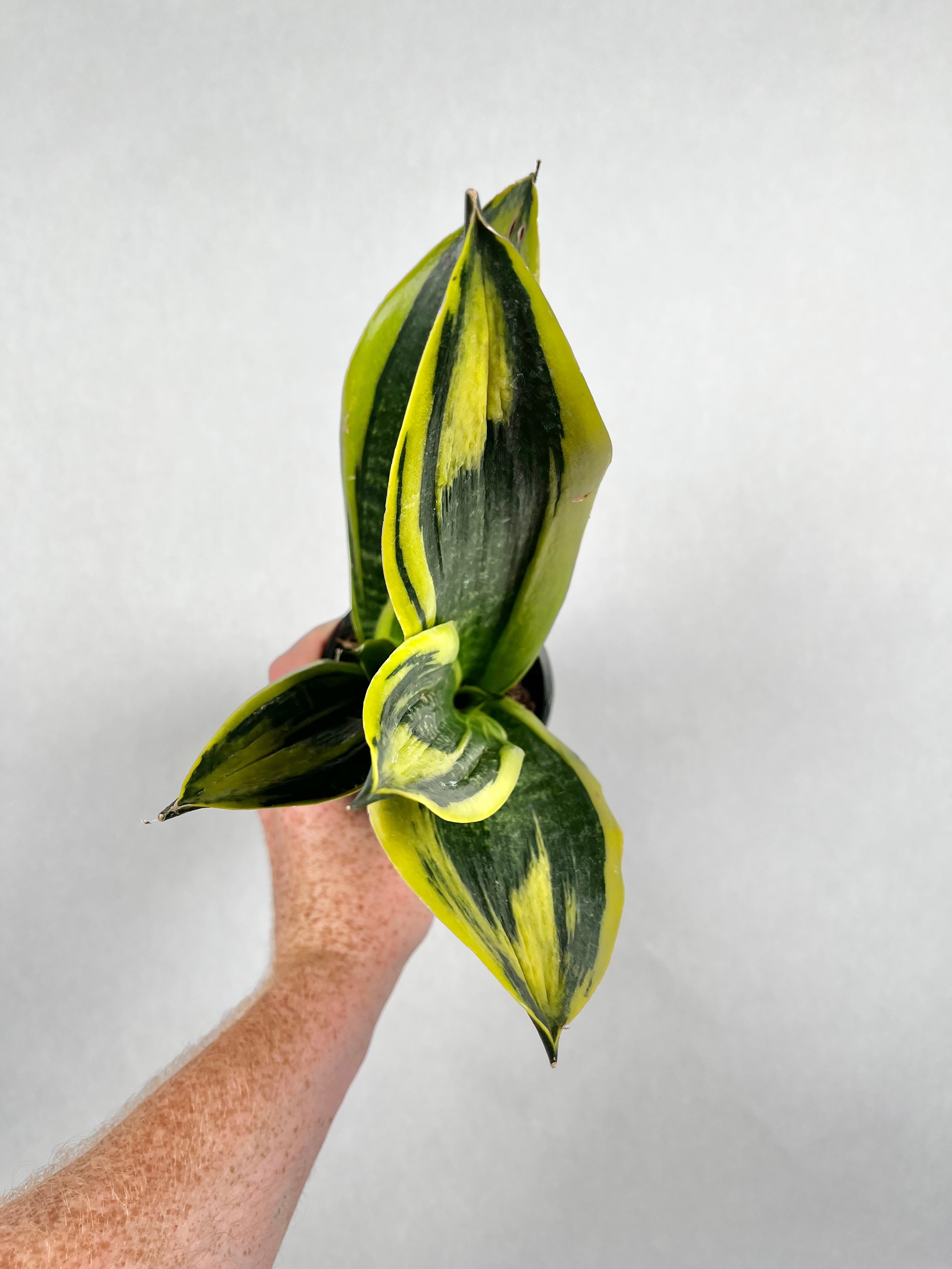 4" Snake Plant Golden Flame