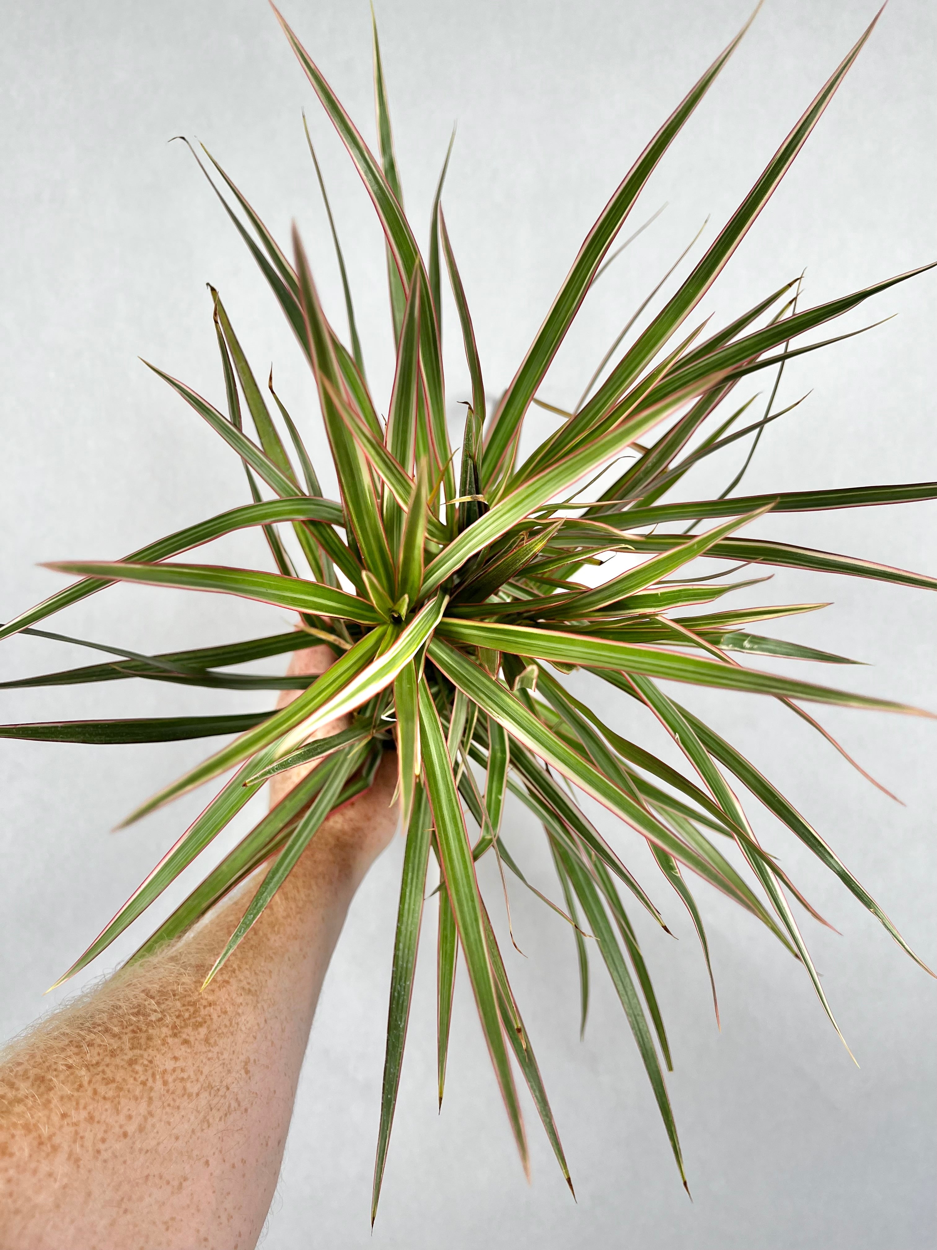 Dracaena Marginata Crane Bicolor