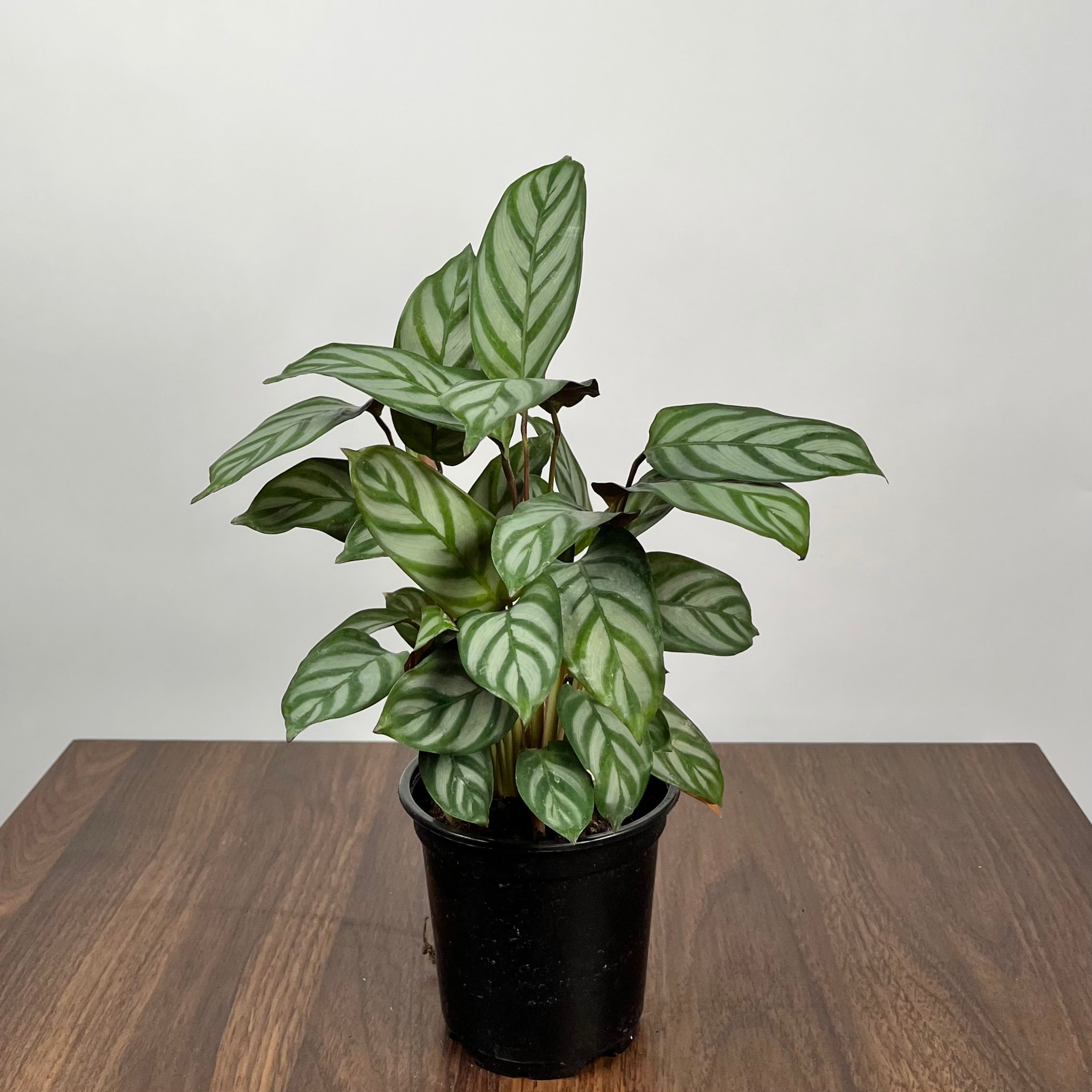Calathea Never Never