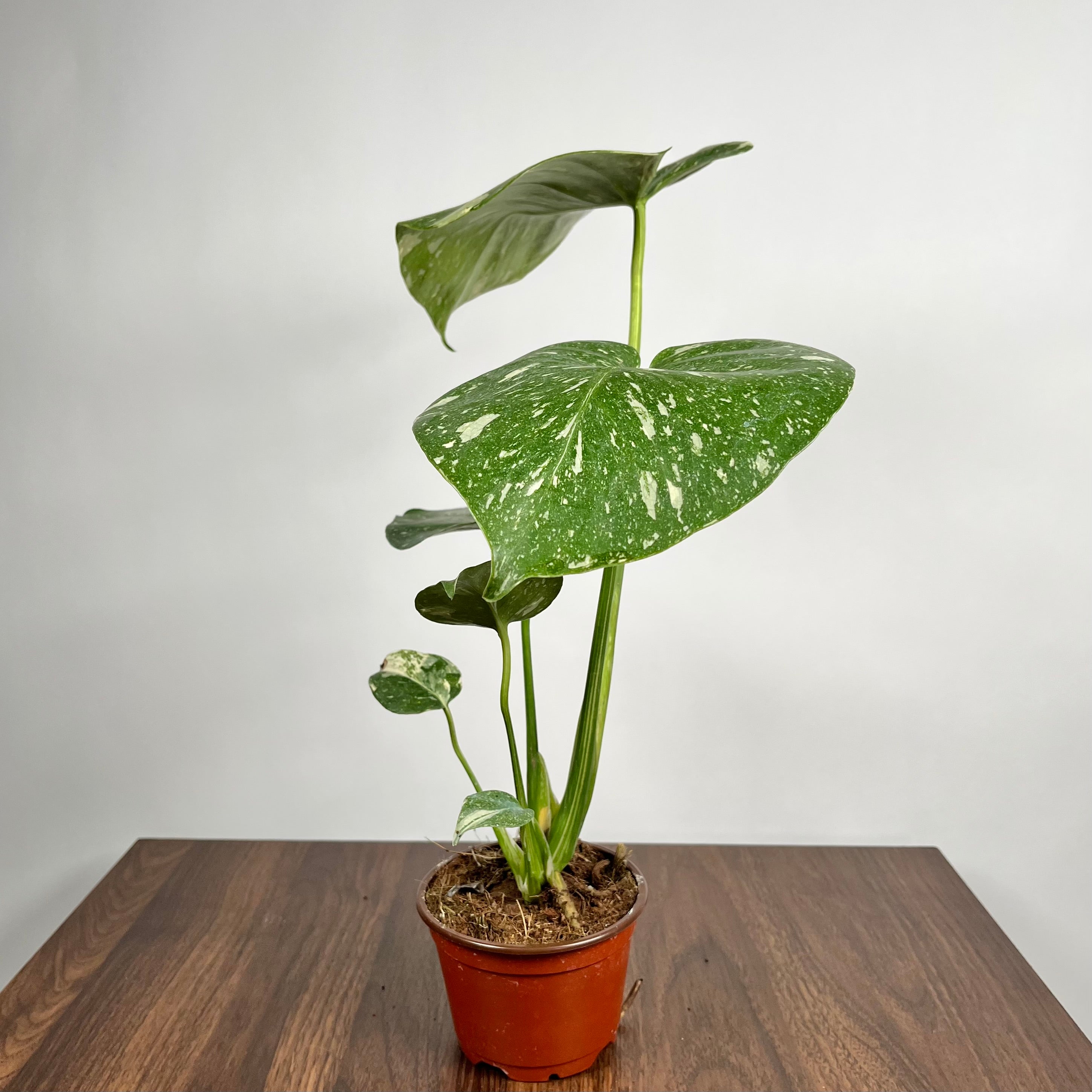 Monstera Thai Constellation