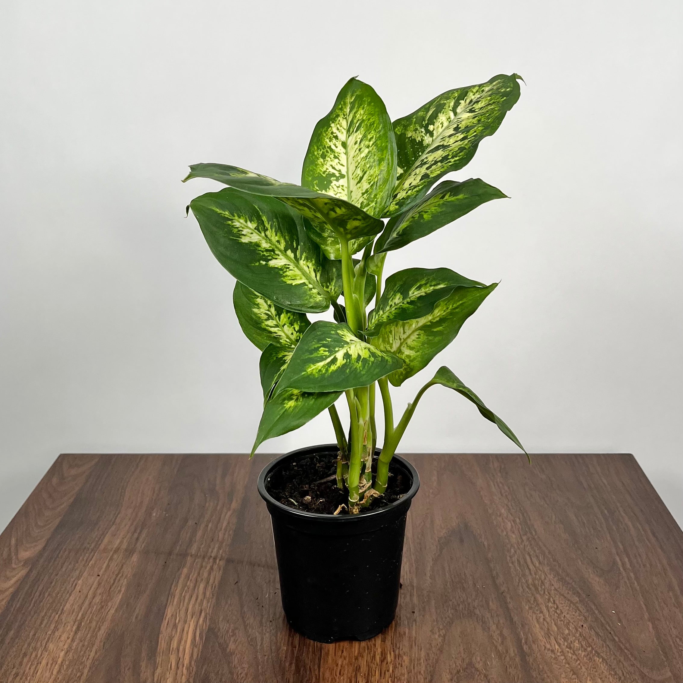 Dieffenbachia Amy