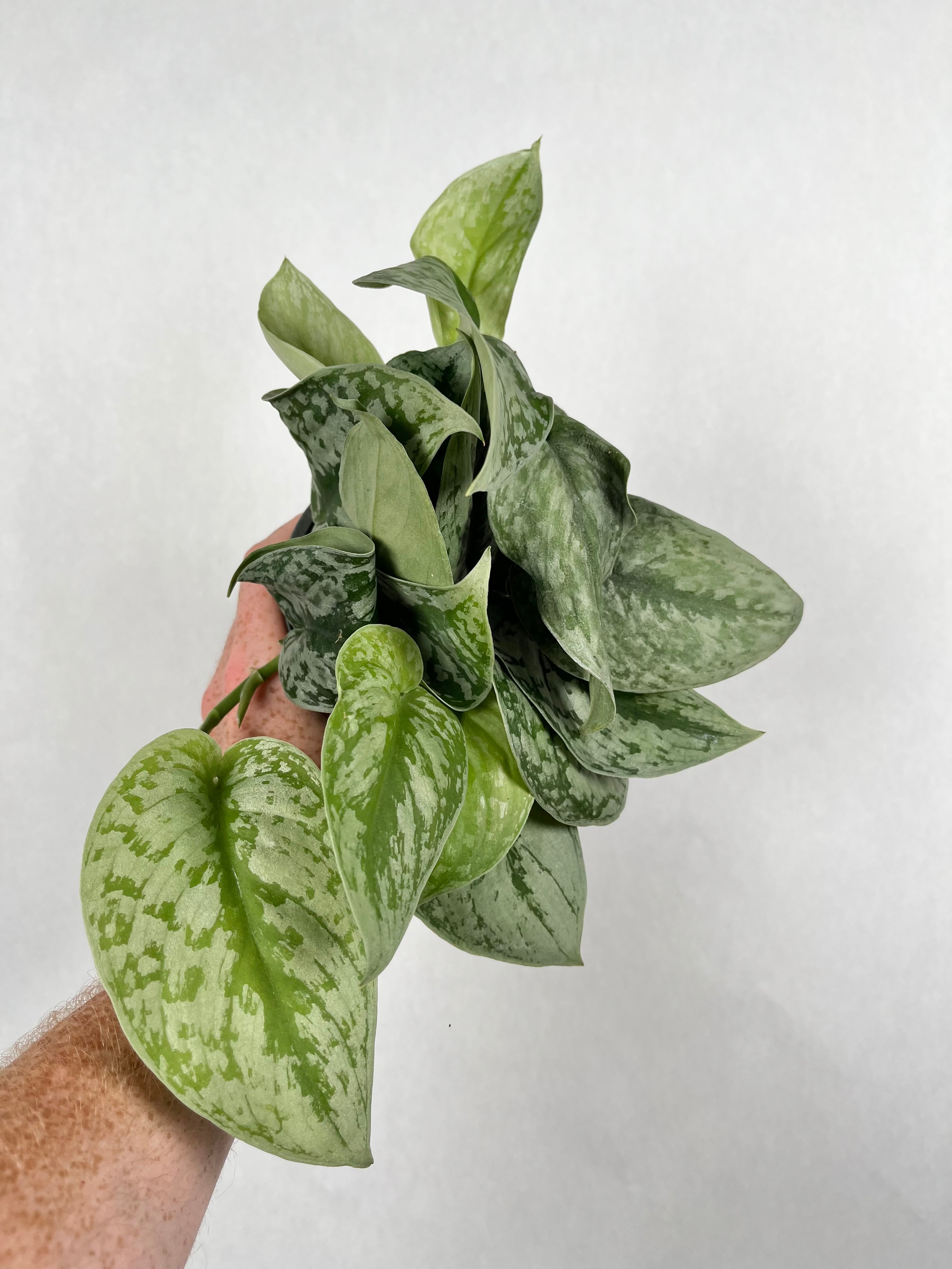 Scindapsus Silver Satin