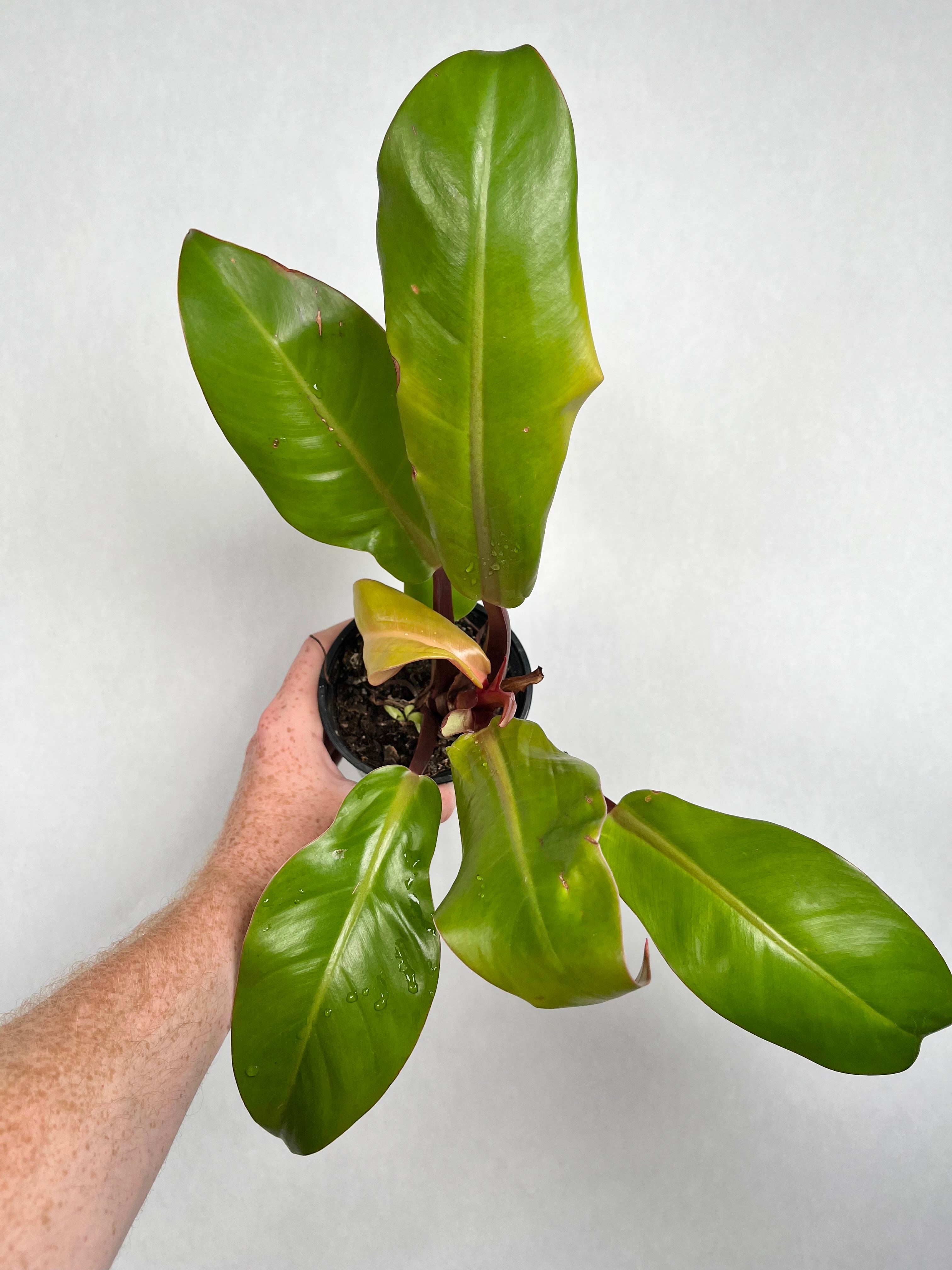Philodendron McColley's Finale
