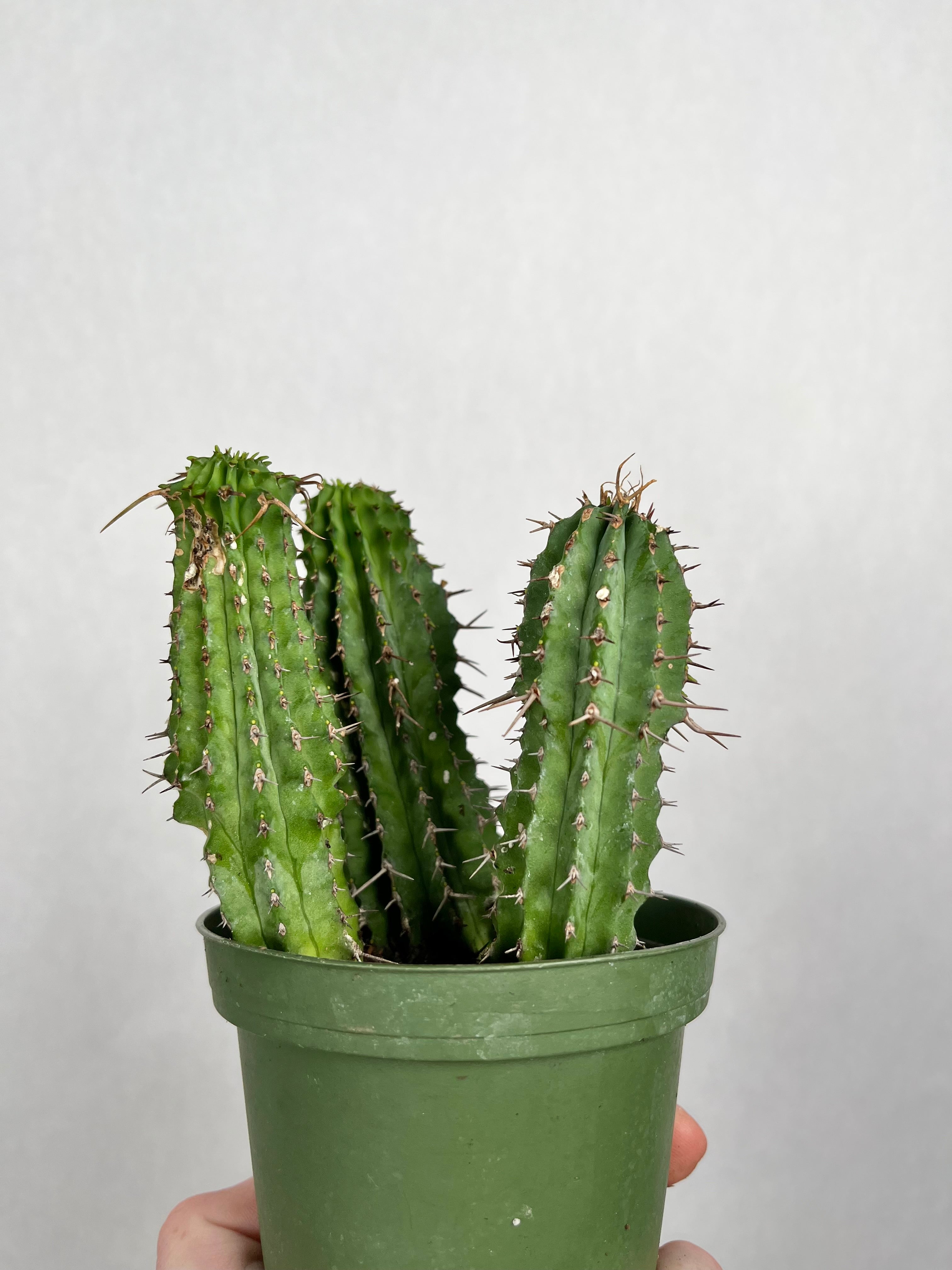 Milk Barrel Cactus