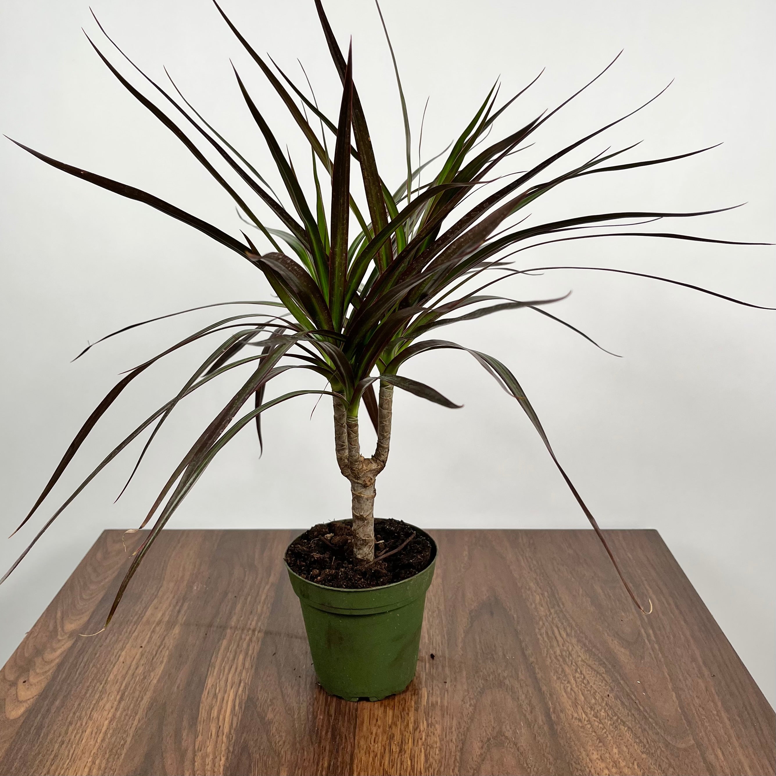 Dracaena Magenta