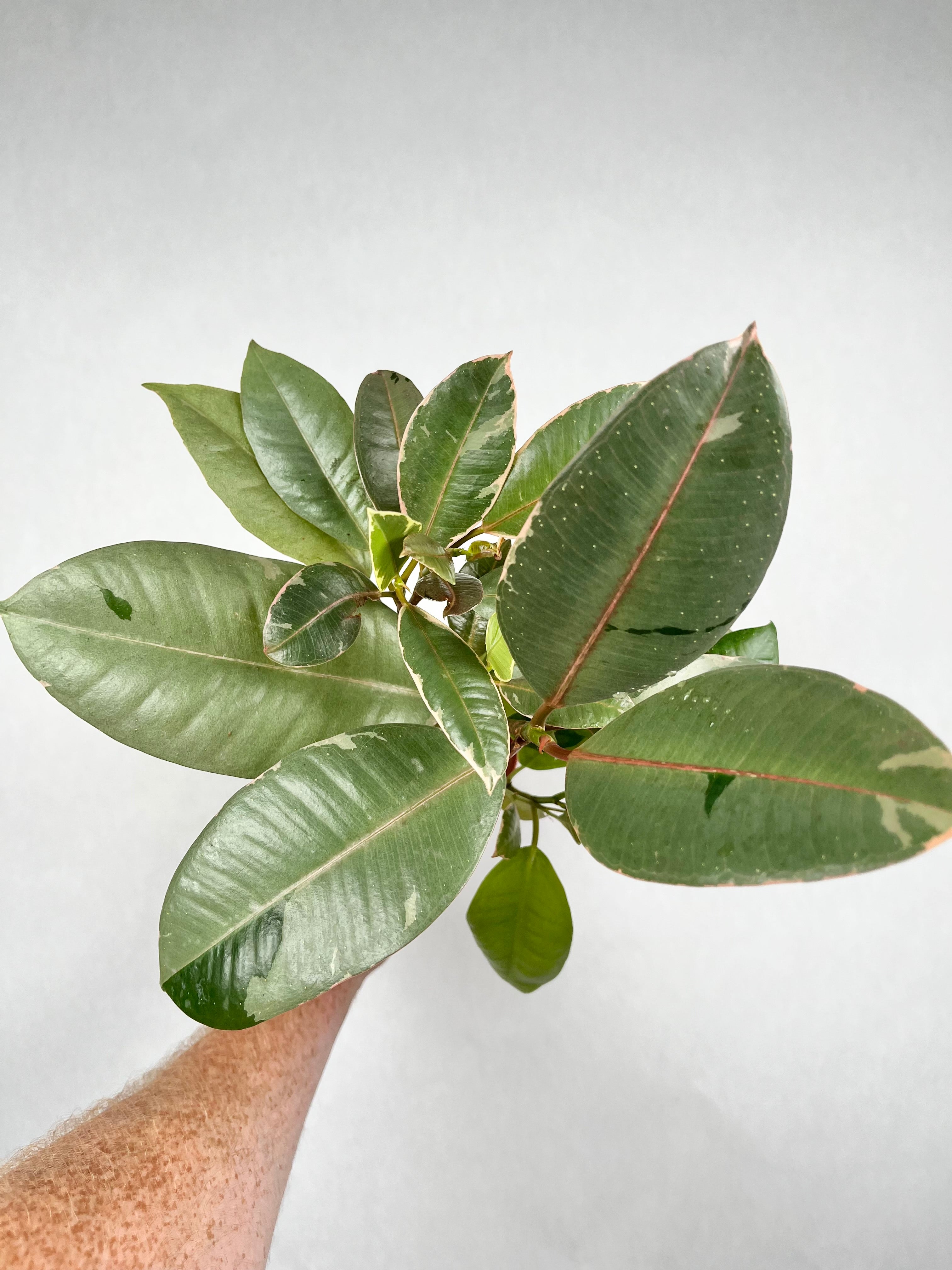 Ficus Ruby