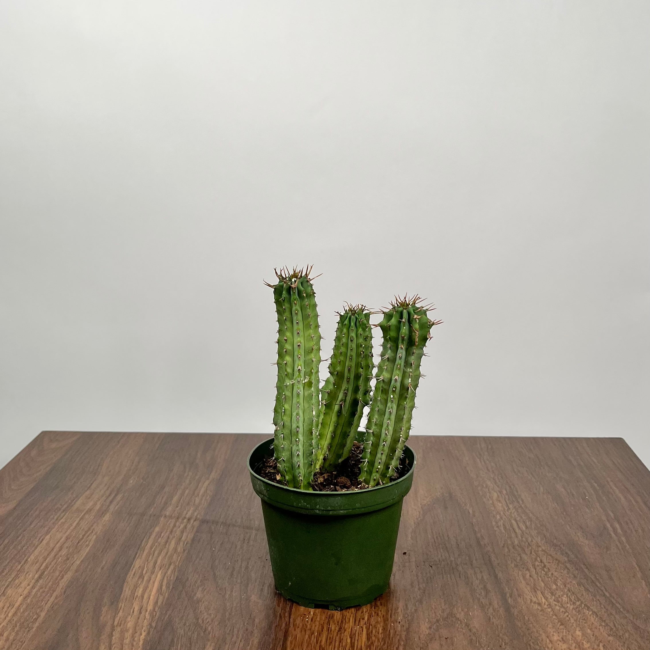 Milk Barrel Cactus