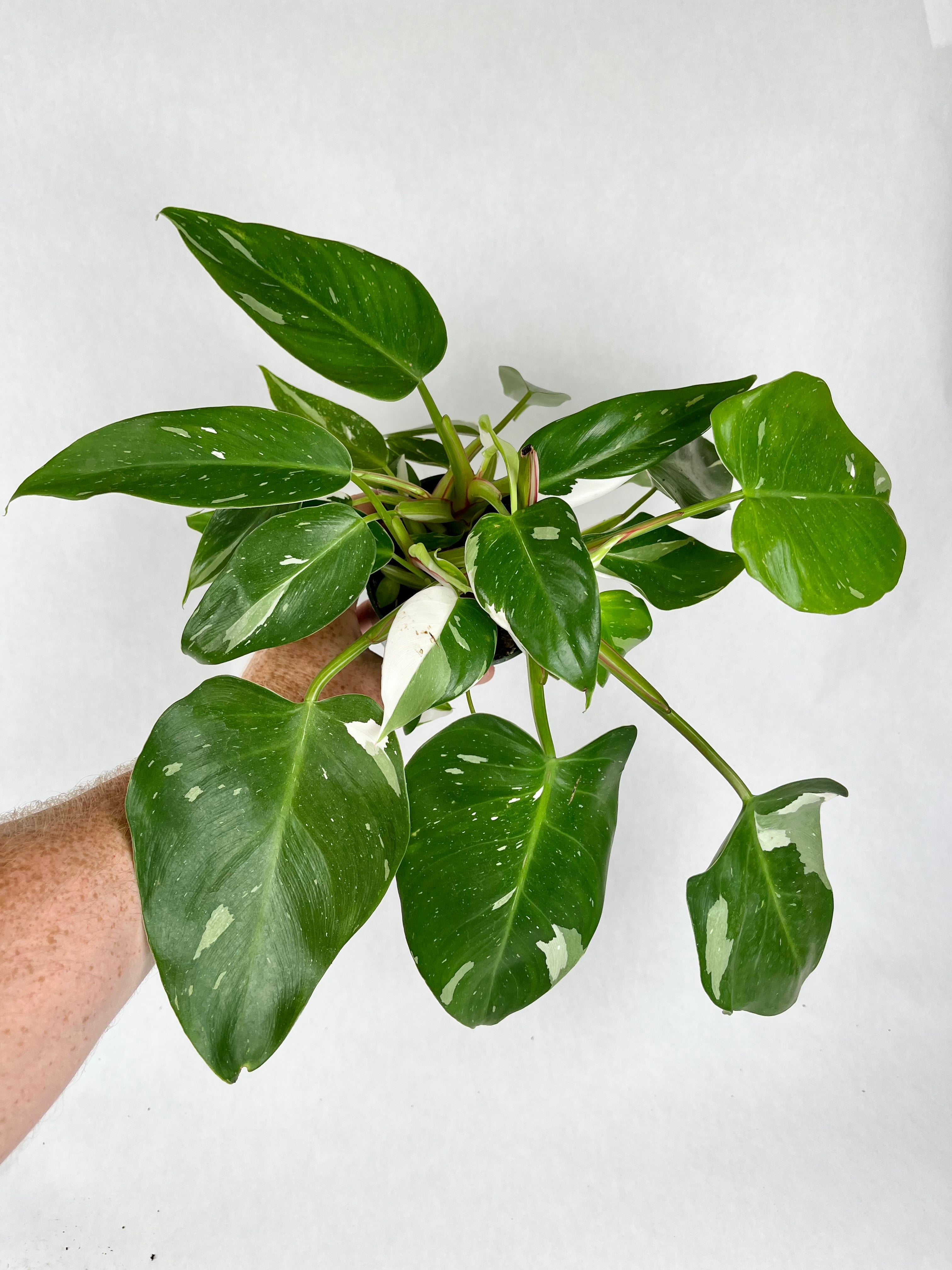 4" Philodendron White Princess