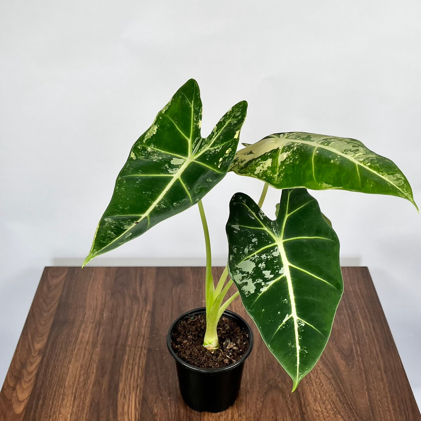 4" Alocasia Frydek Variegated
