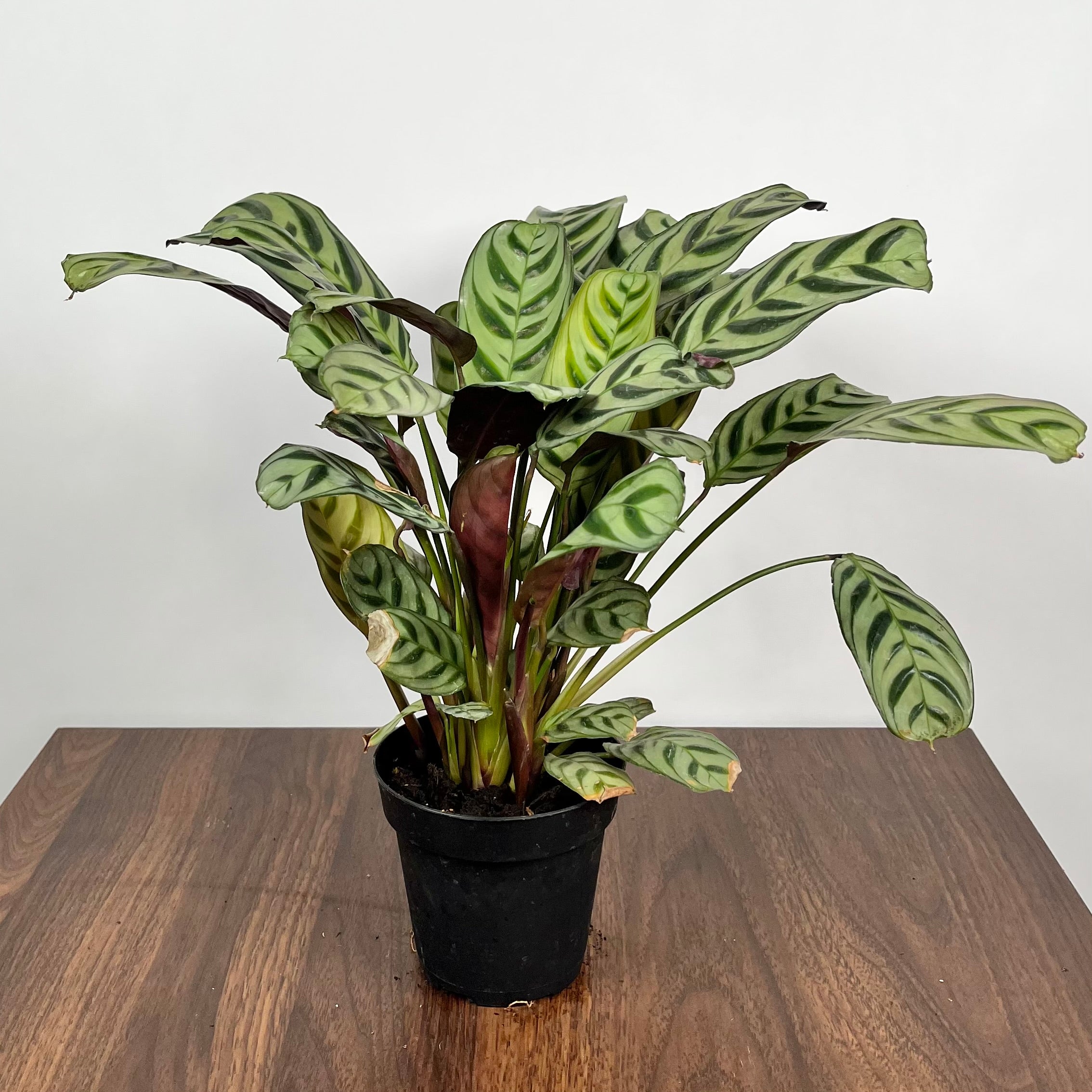 Calathea Fishbone Prayer Plant