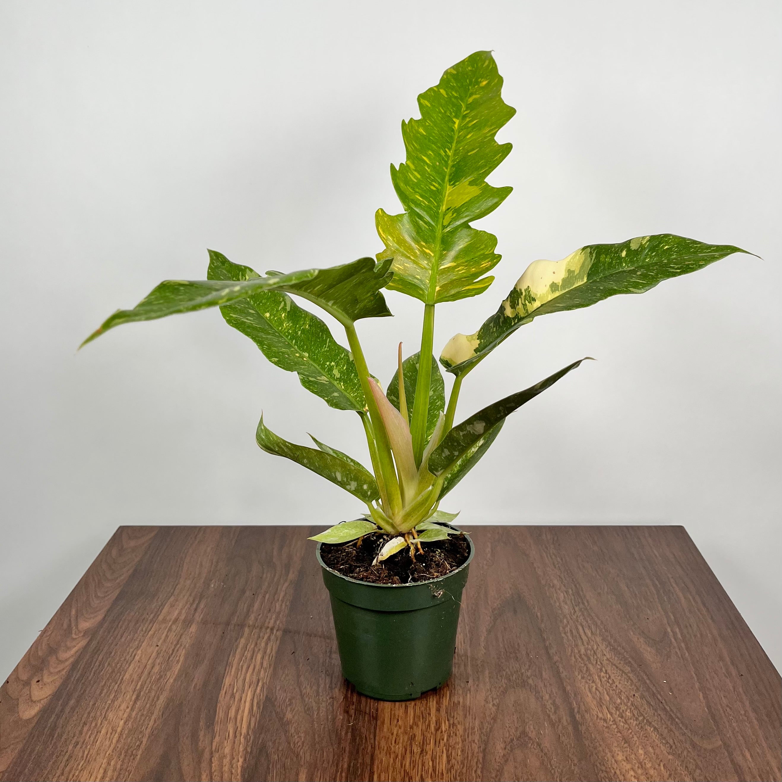 Philodendron Ring of Fire