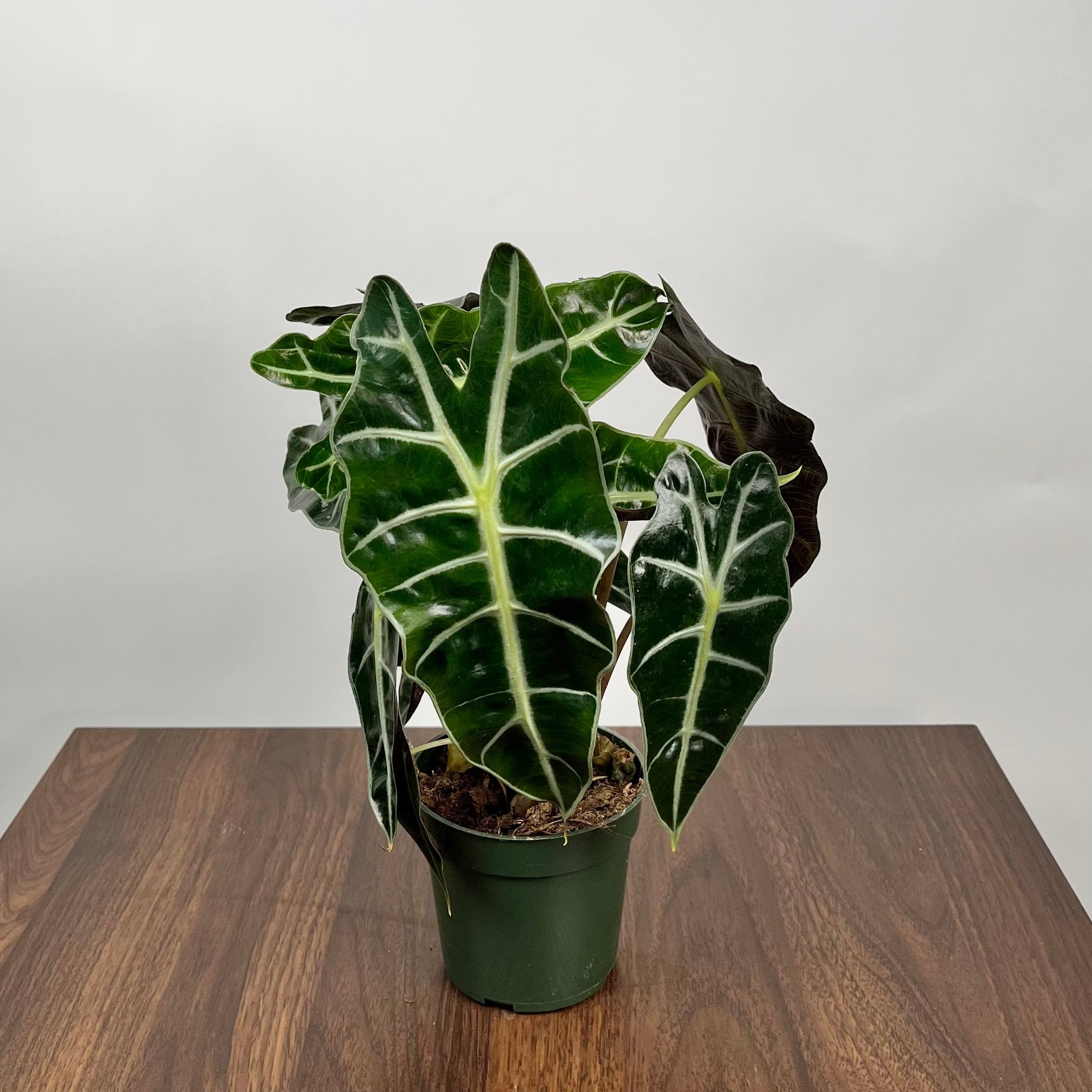 Alocasia Amazonica