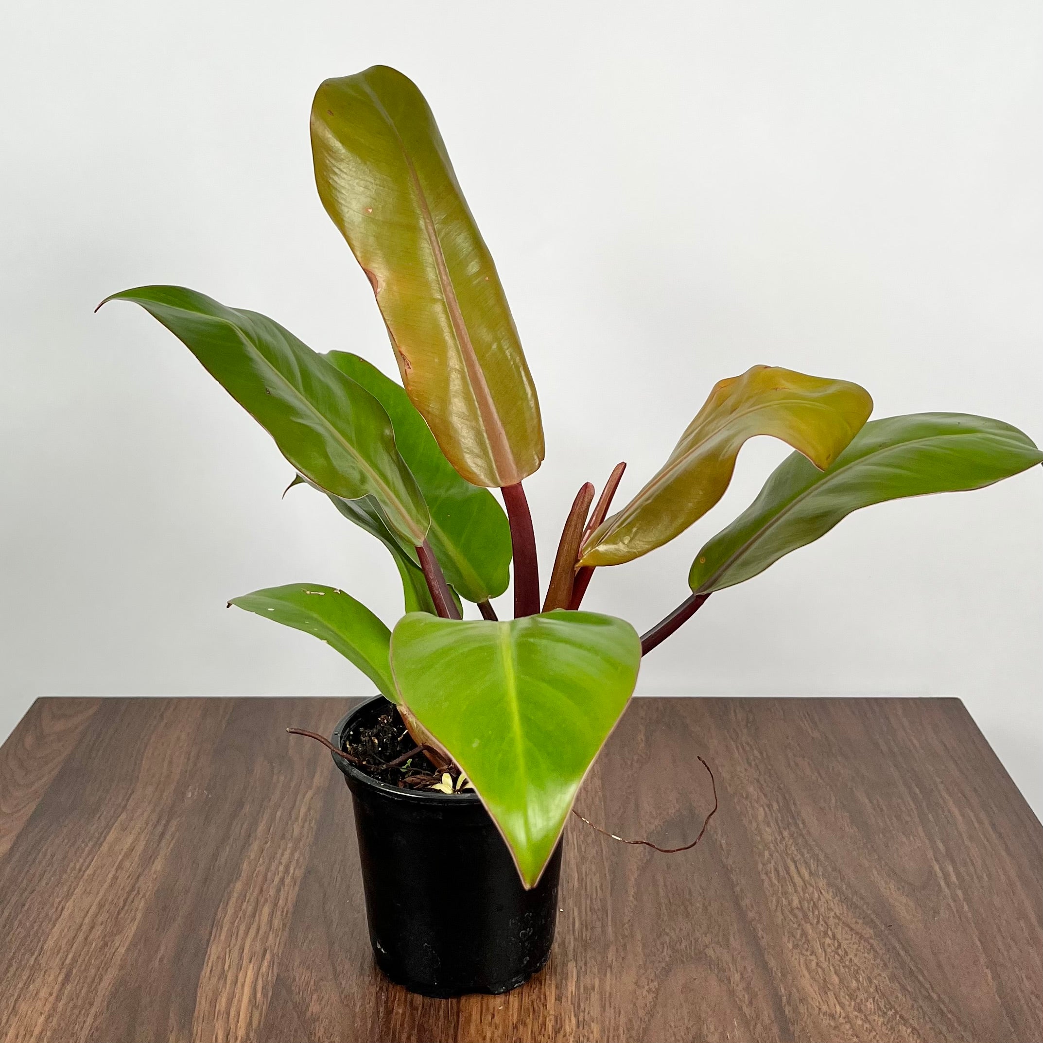 Philodendron McColley's Finale
