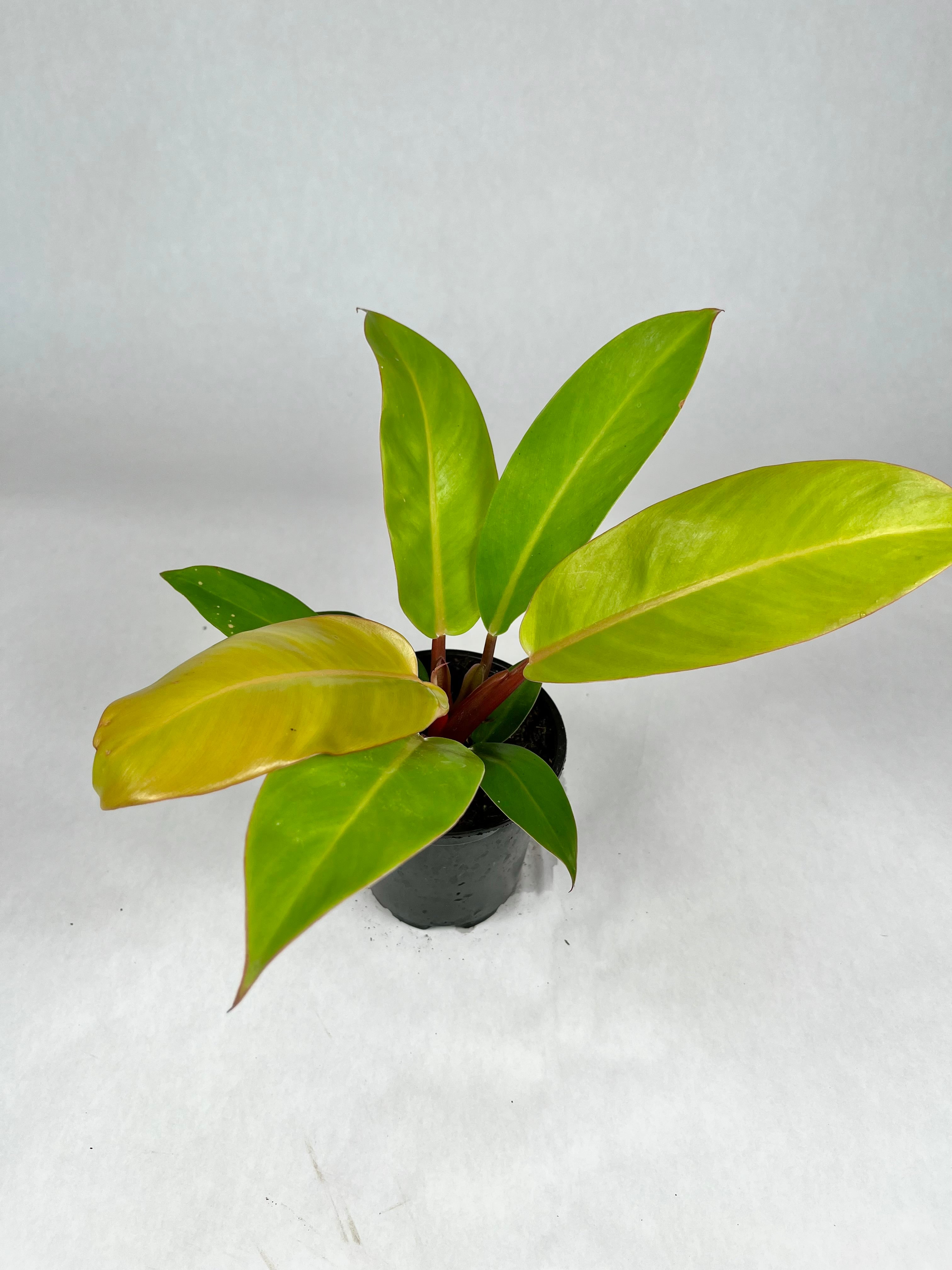 4" Philodendron Prince of Orange