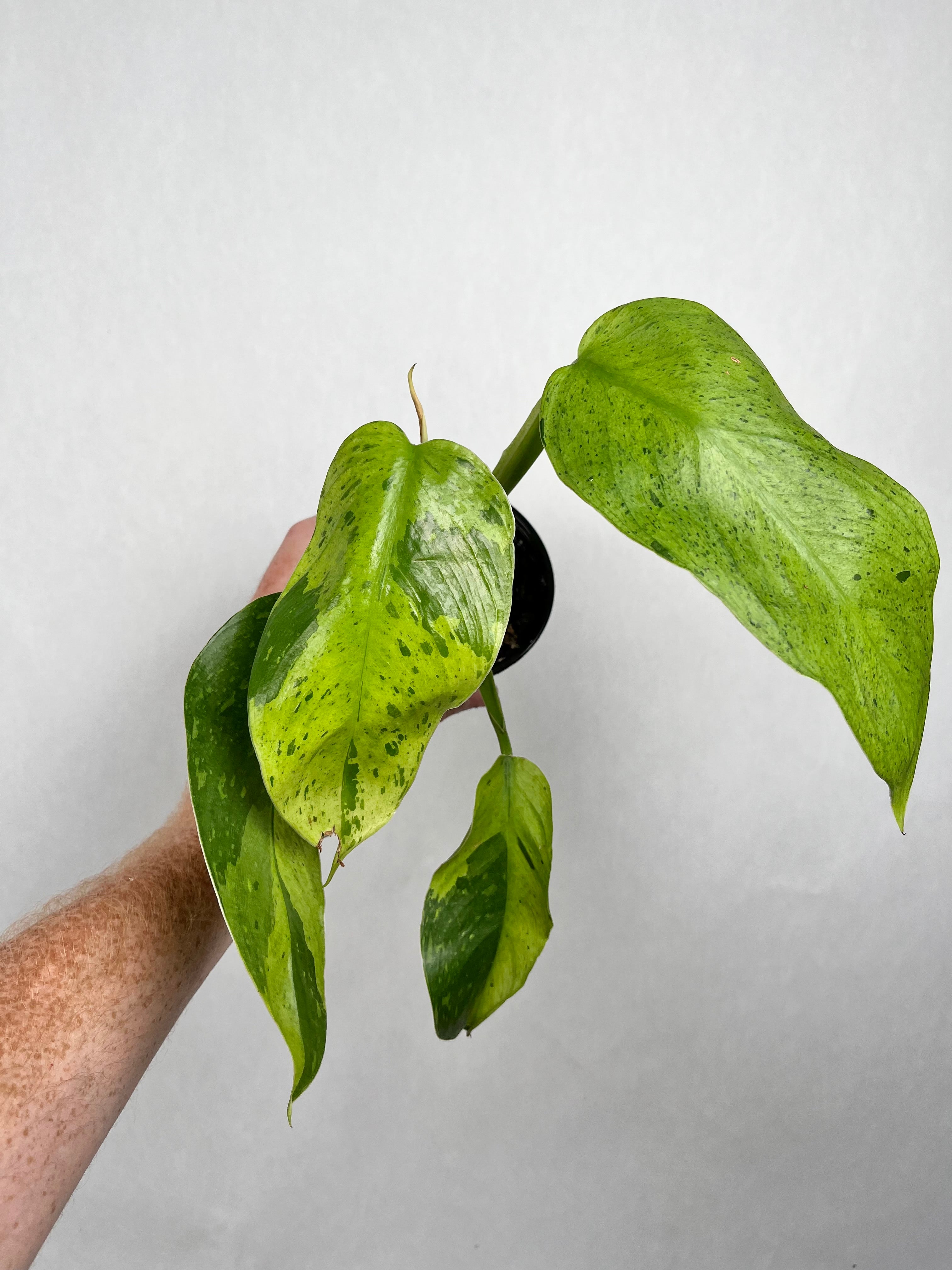 Philodendron Jose Bueno