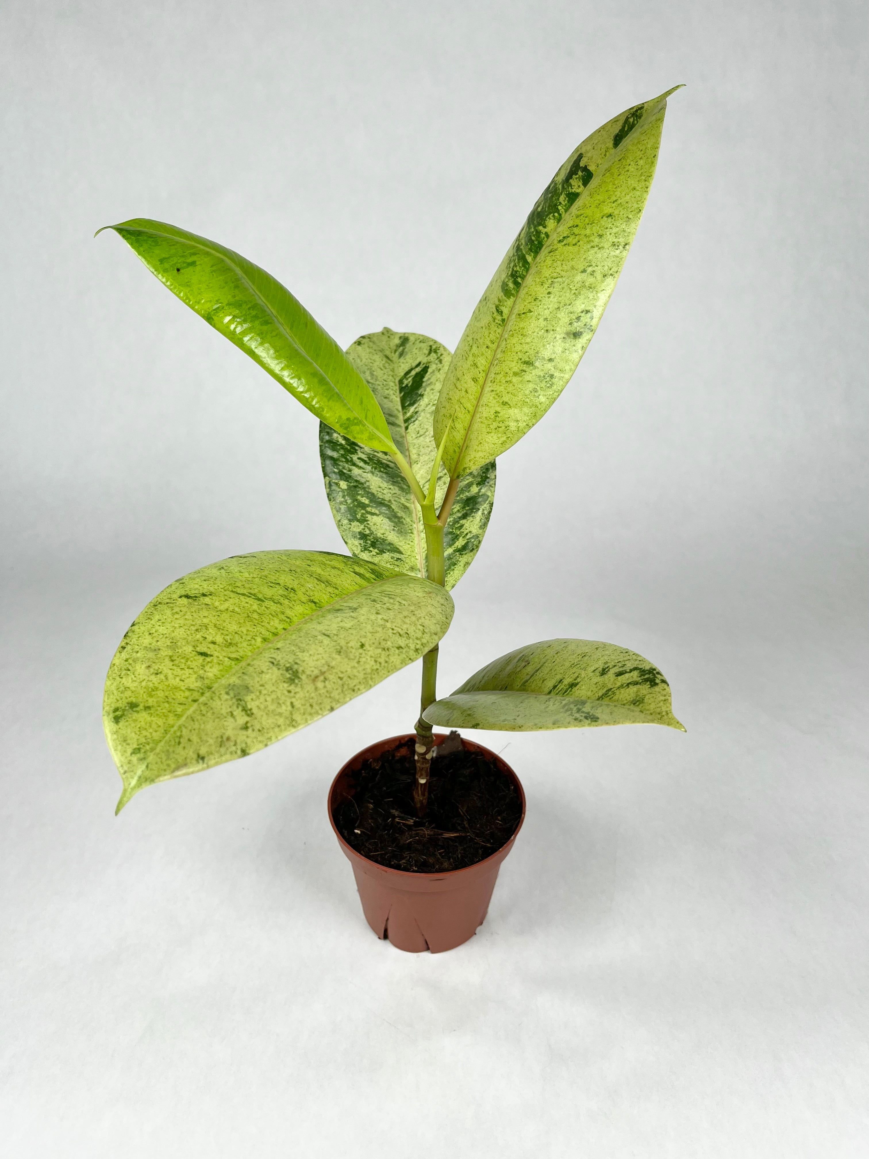 4" Ficus Moonshine Shiveriana