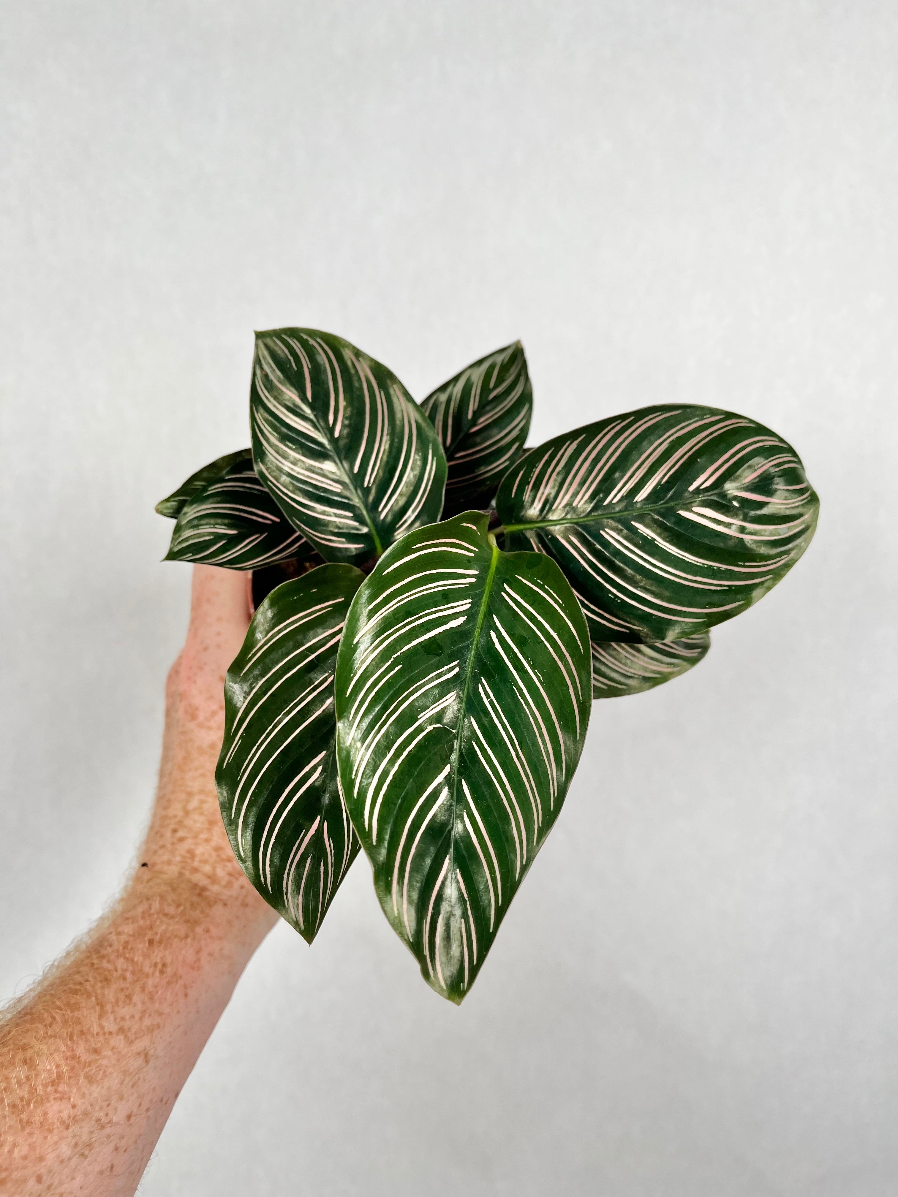 Calathea Pin-Stripe