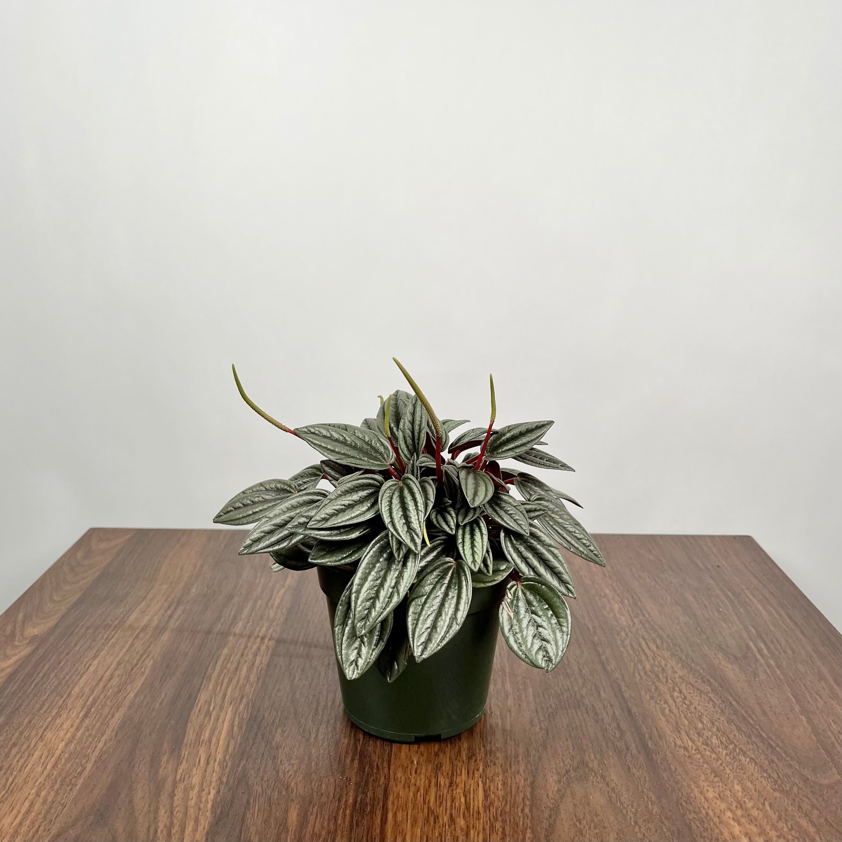 Peperomia Pearl