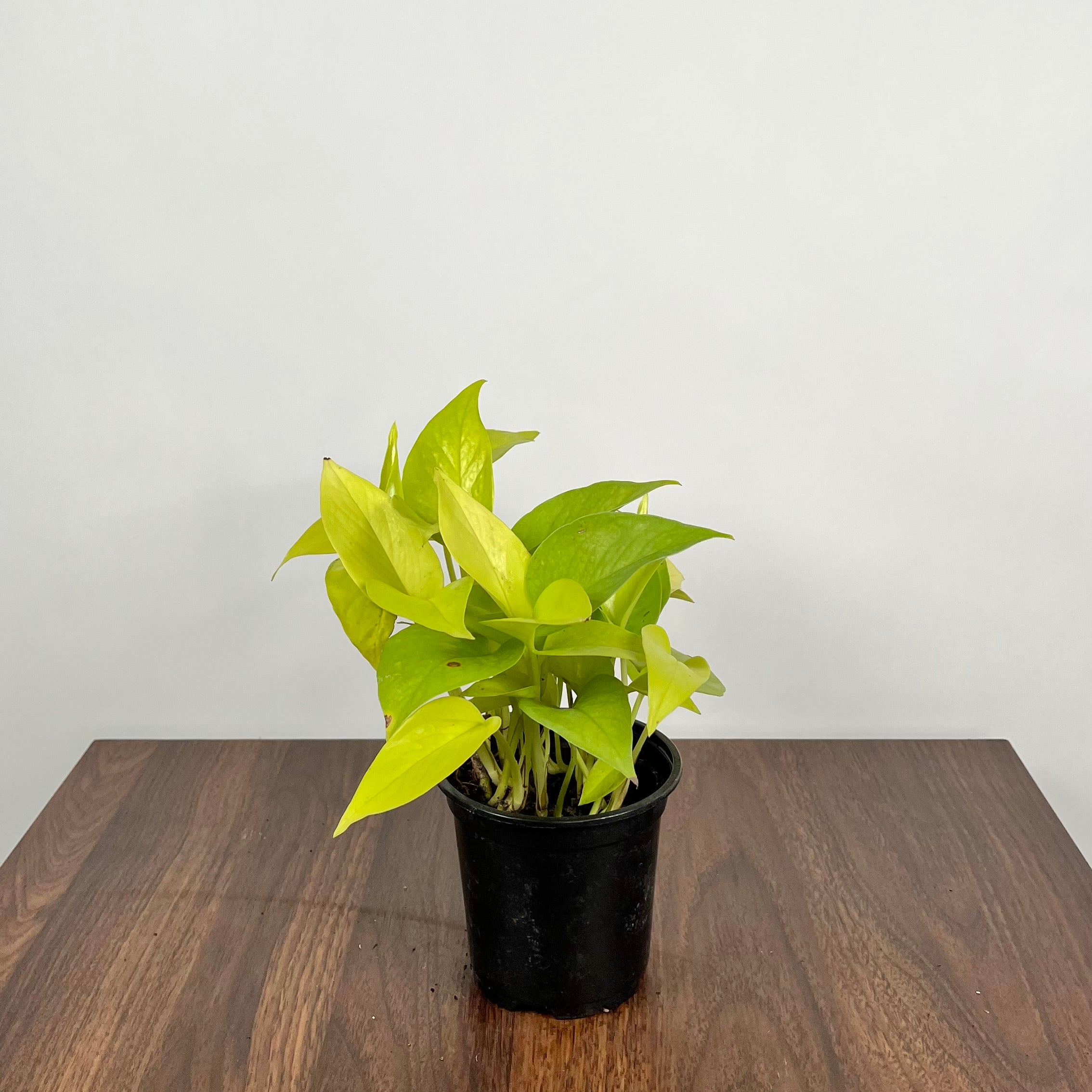 Pothos Neon