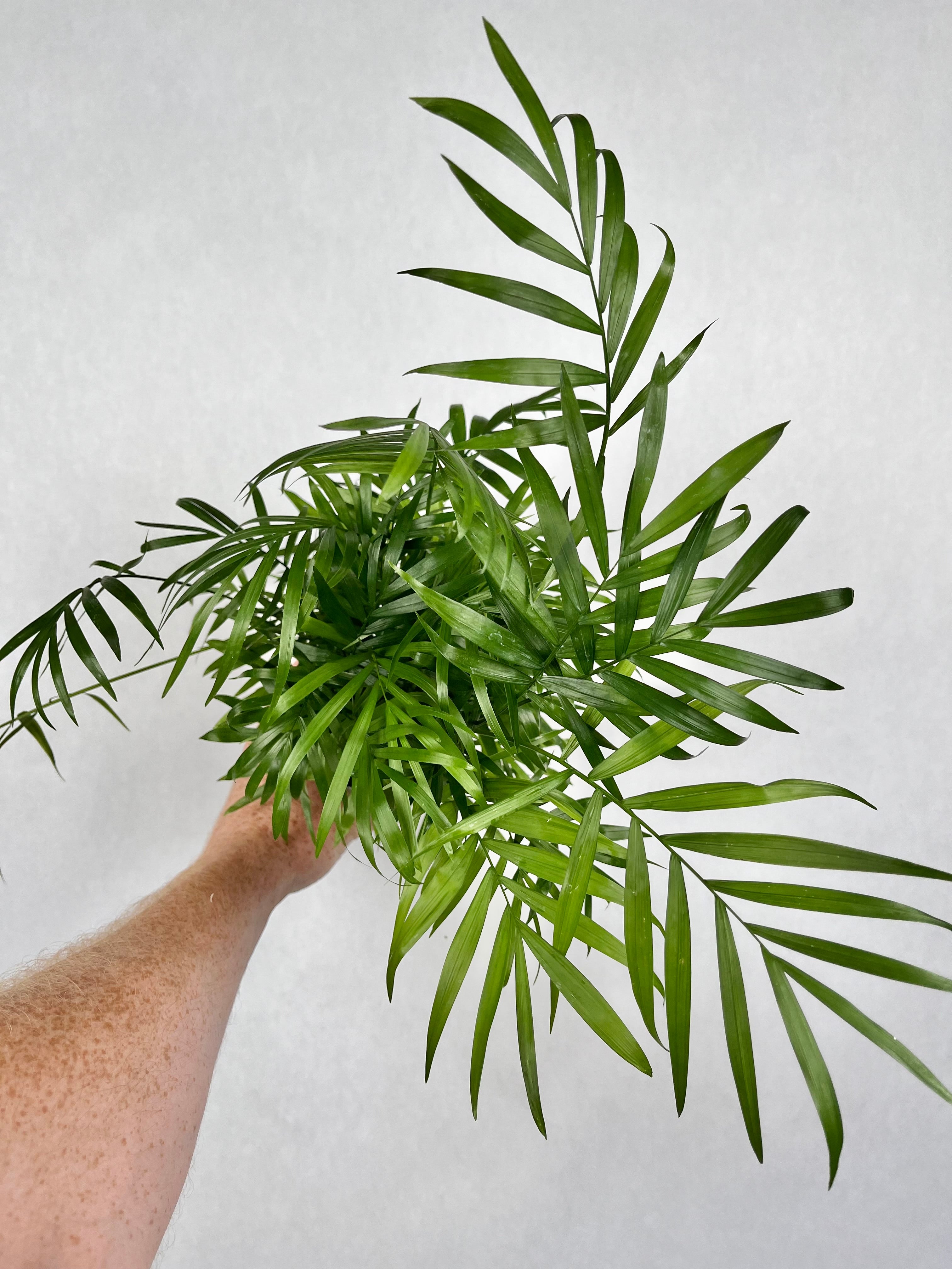 Neanthe Bella Palm