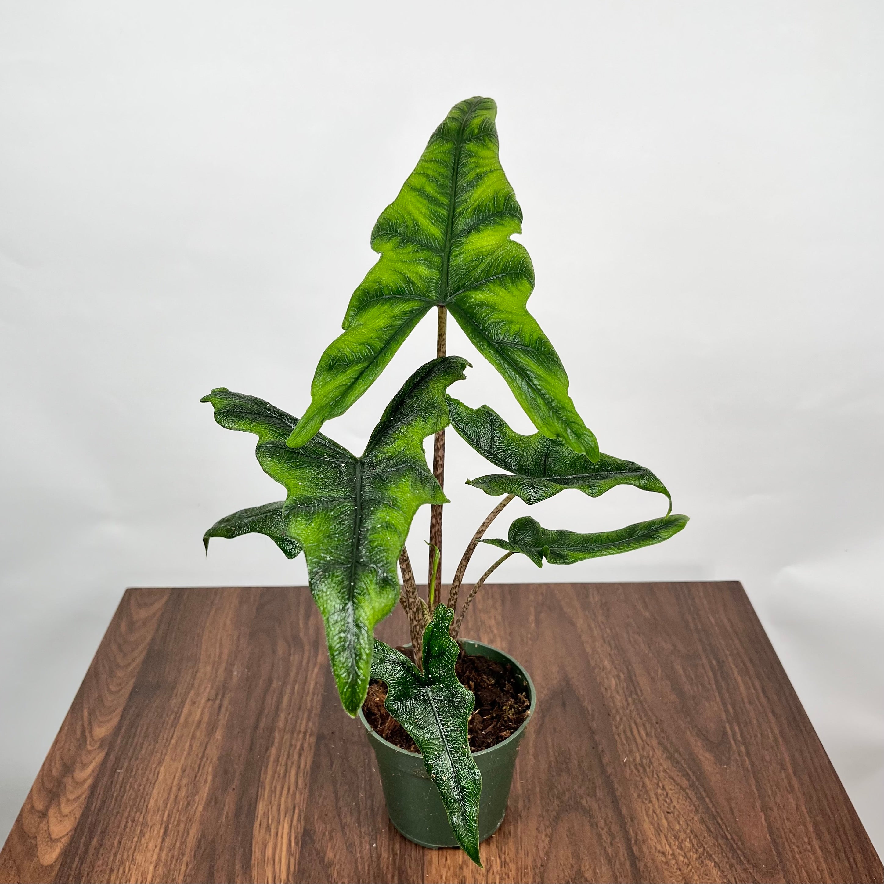 Alocasia Jacklyn